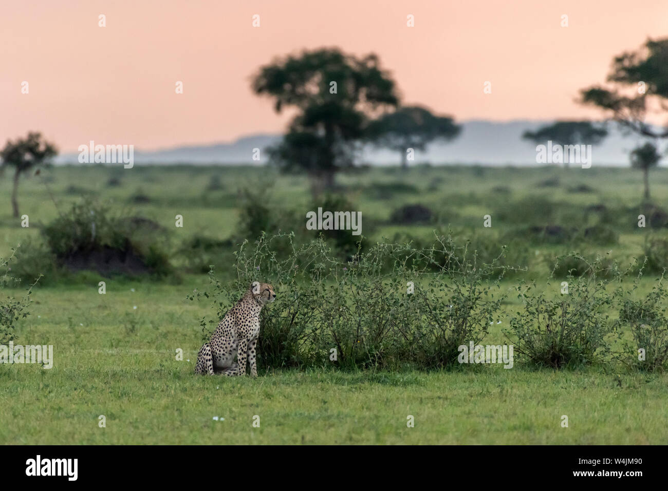 Cheetah Sitzung durch eine Bush bei Sonnenaufgang, grumeti Game Reserve, Serengeti, Tansania Stockfoto