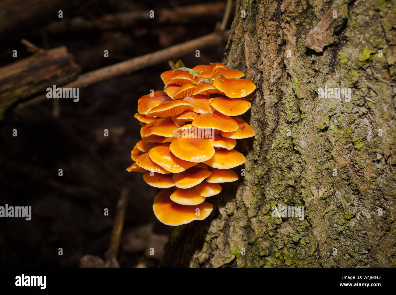 Velvet Schaft essbare Pilze (Flammulina velutipes), eine hoch angesehene Pilz. Stockfoto