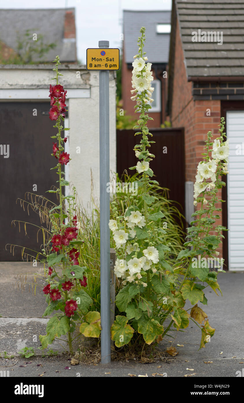 Blumen mit Parkplatz. Stockfoto