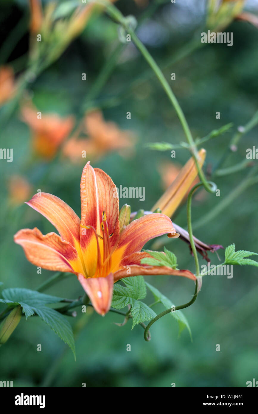 Beautiful Lily Flowers Wallpaper Stockfotos Und Bilder Kaufen Alamy