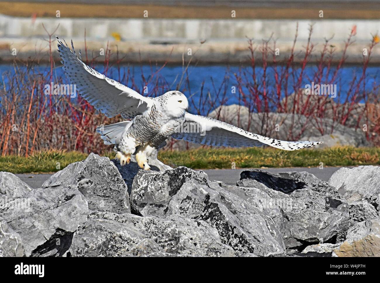 Die Verbreitung ist Flügel, eine Schneeeule bereitet sich auf die Flucht. Stockfoto