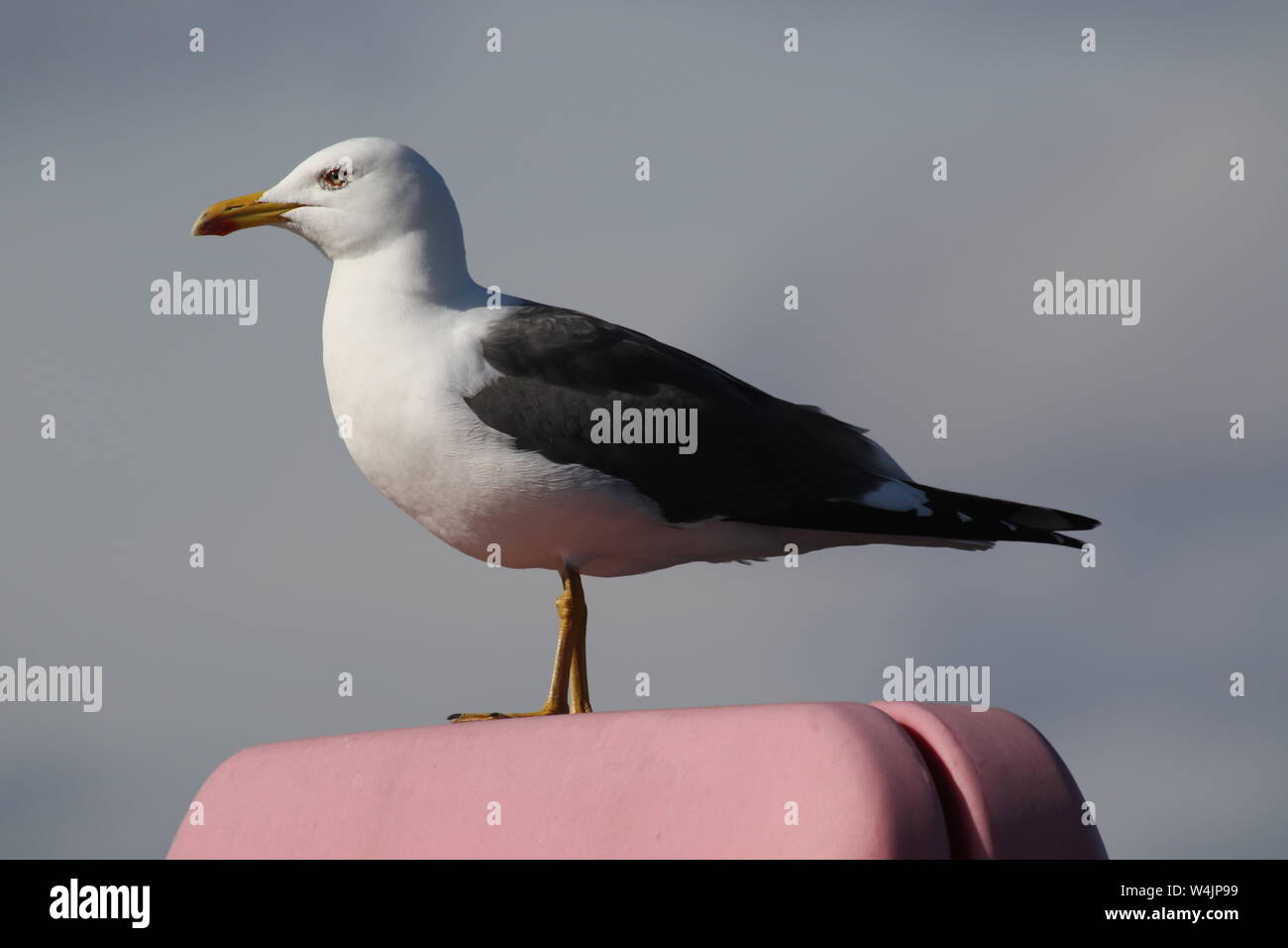 Ein erwachsener Heringsmöwe (Larus fuscus) im Osten Indien Hafen in Greenock Stockfoto