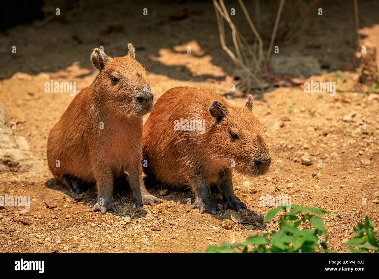 Zwei unreifen Wasserschweine, Hydrochoerus hydrochaeris;, sonnen sich im Zoo von Chiang Mai im Norden von Thailand. Stockfoto