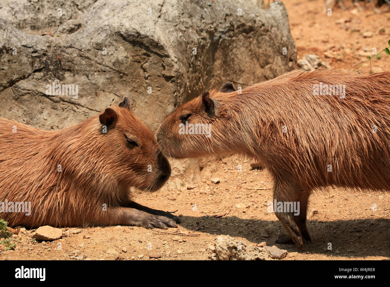 Capybara, Hydrochoerus hydrochaeris, Säugetiere, die in Südamerika, sind die größten Nagetiere der Welt. Zwei Capybara der gleichen Gruppe Anzeige Soc Stockfoto