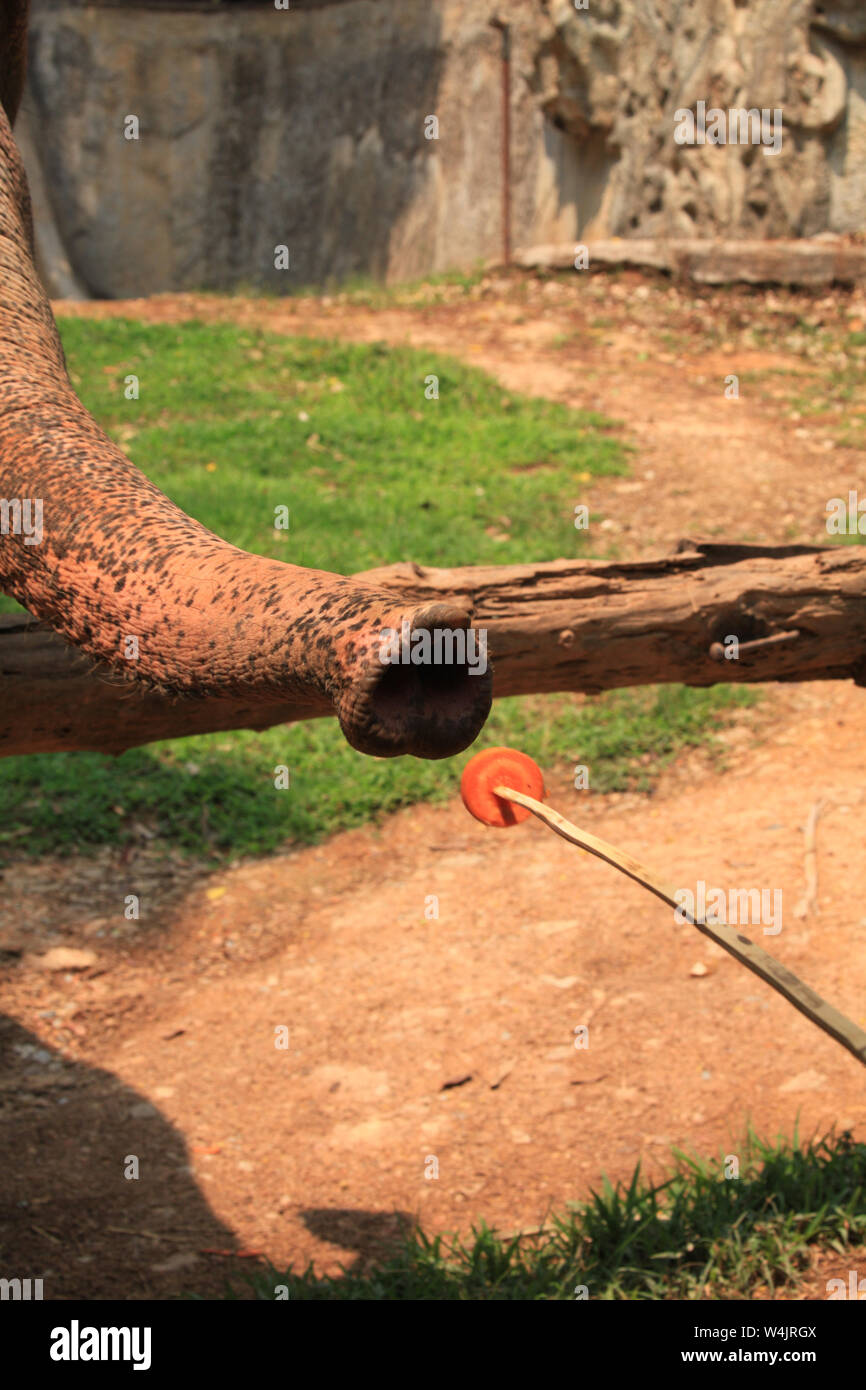 Ein asiatischer Elefant im Chiang Mai Zoo in Thailand sucht nach einem Stück Karotte, das am Ende eines Sticks angeboten wird. Stockfoto