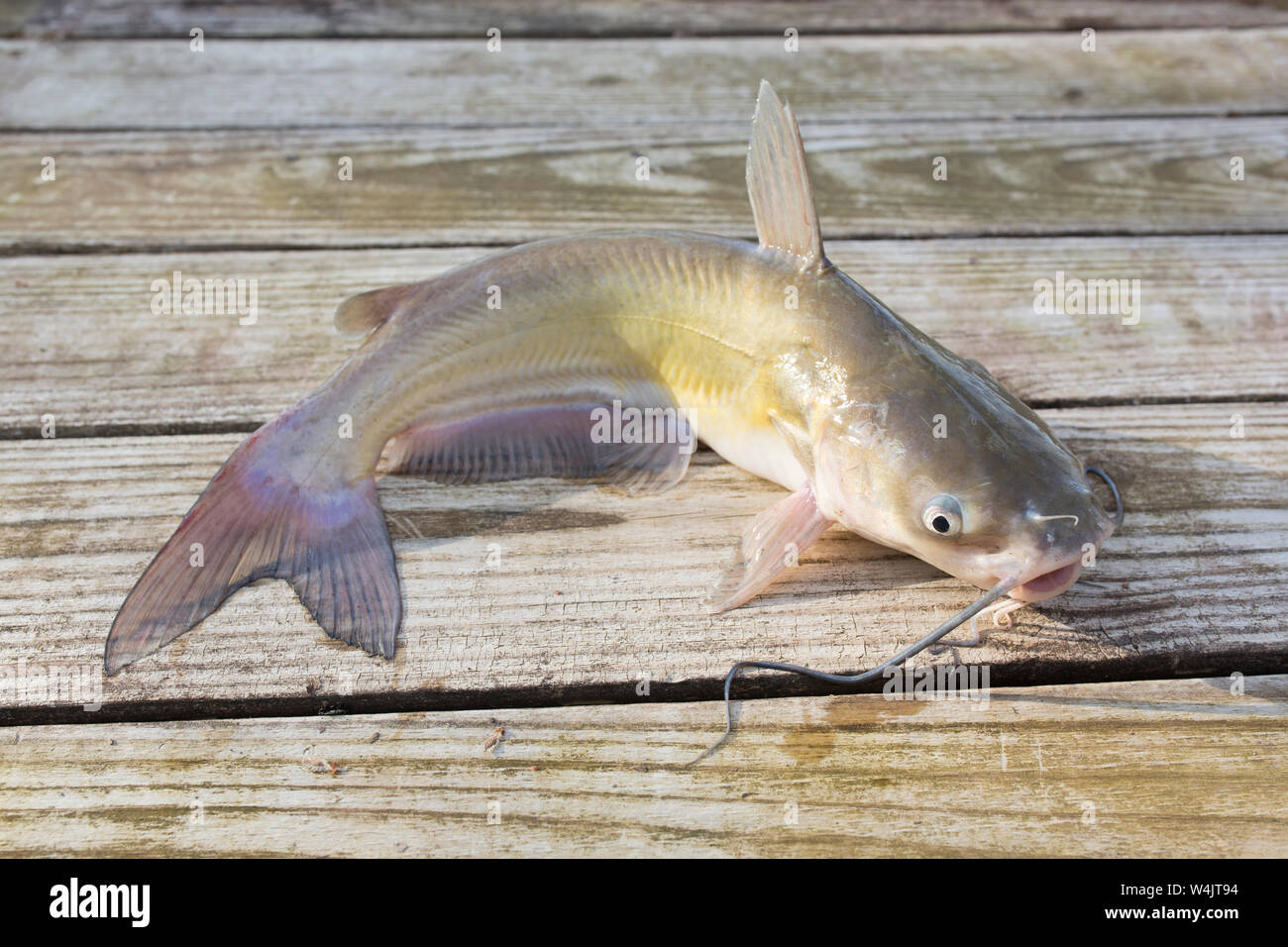 Blauen Kanal Wels Gefangen in einer Louisiana bayou Stockfoto