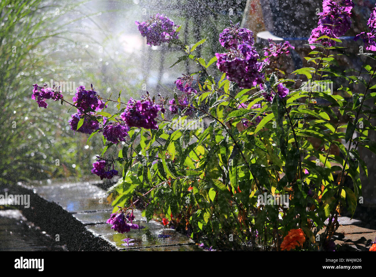 nassen Blumen Stockfoto