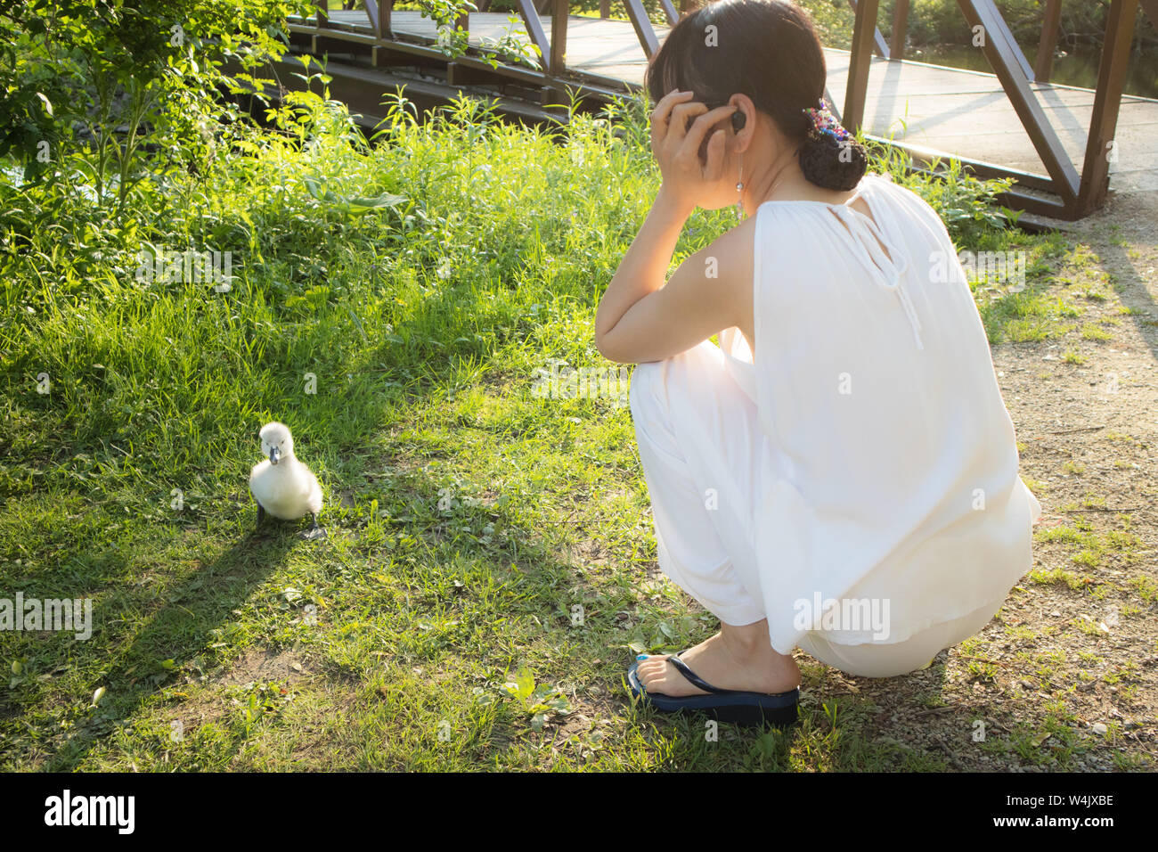 Eine junge Frau beobachten ein süßes kleines Baby Schwan. Stockfoto