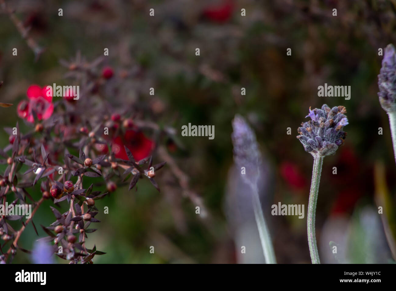 Manuka und Lavendel Stockfoto