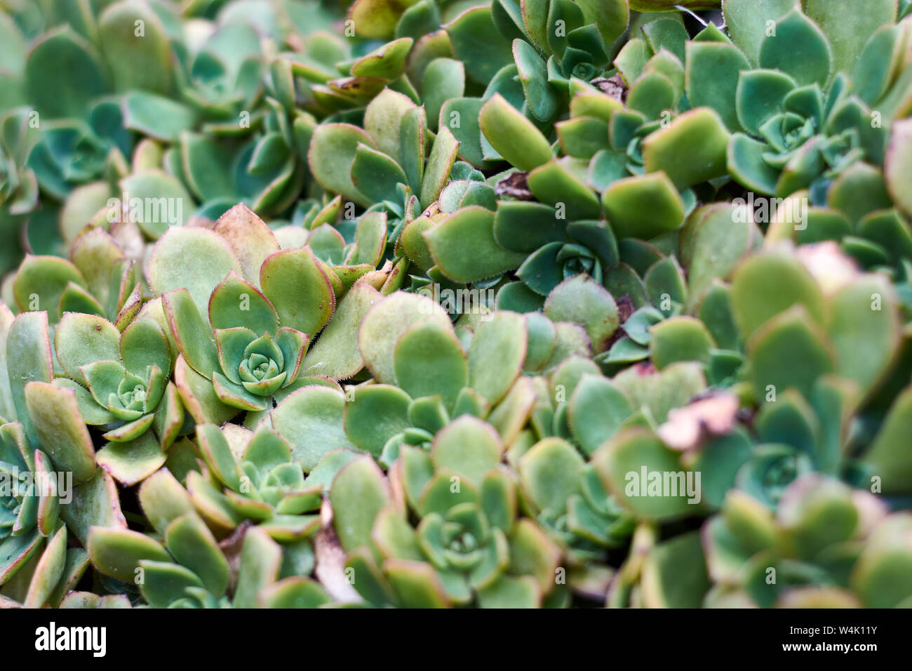 Dekorative Gartenarbeit Stockfotos und -bilder Kaufen - Alamy