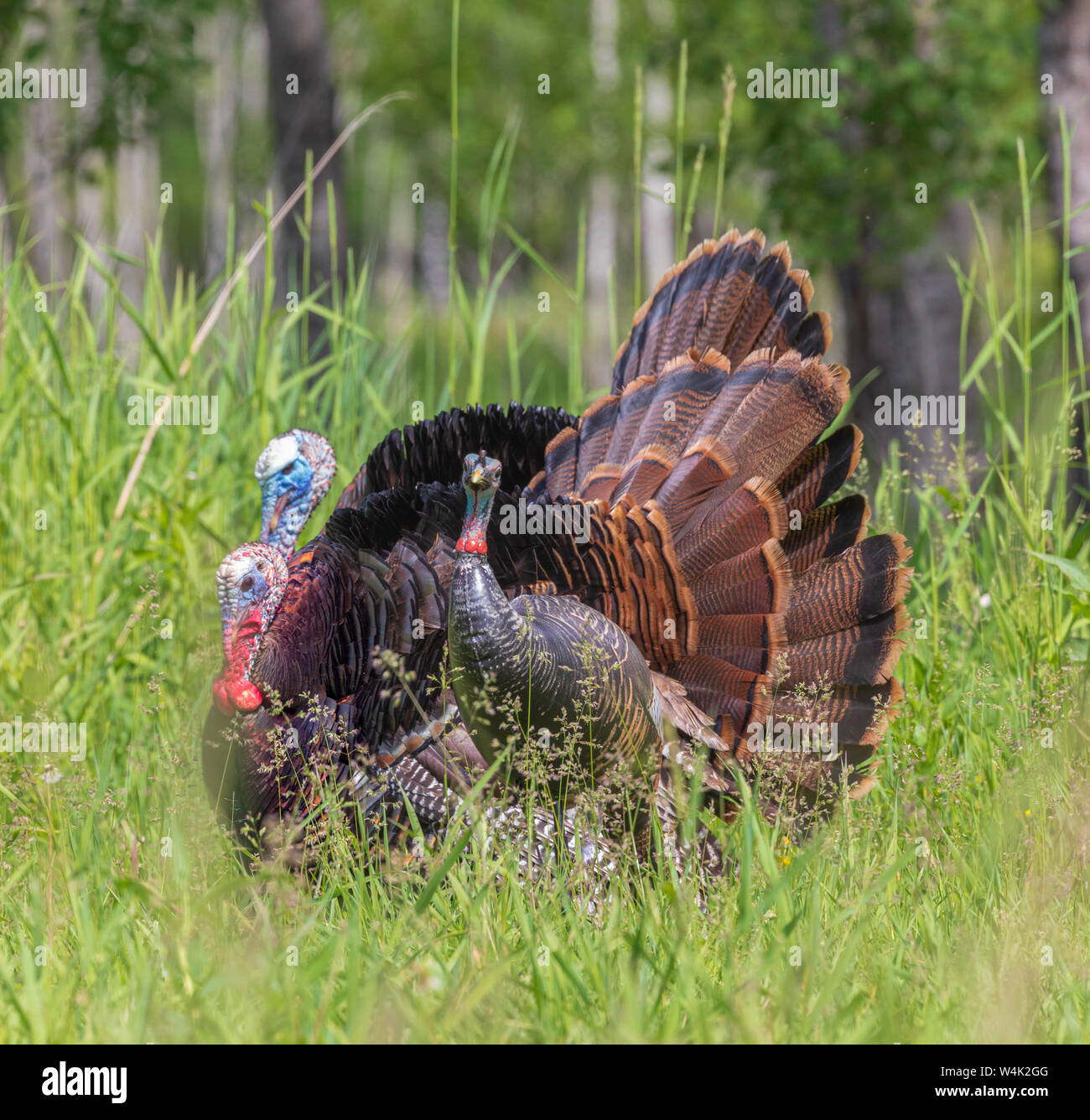 Tom Truthähne strutting für eine Henne Lockvogel in Nordwisconsin. Stockfoto
