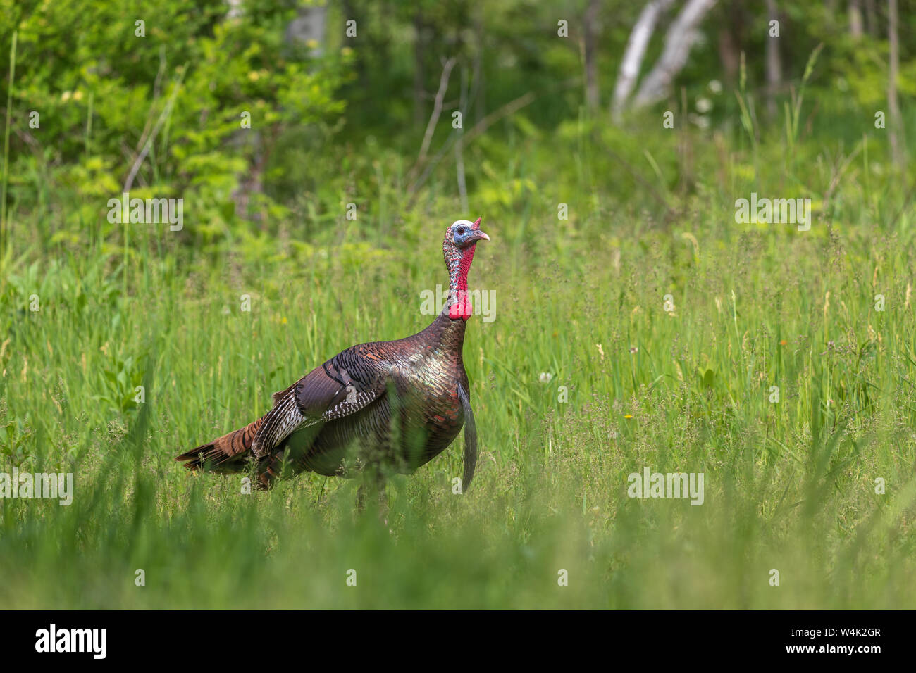 Tom Türkei wandern in einer nördlichen Wisconsin Wiese. Stockfoto