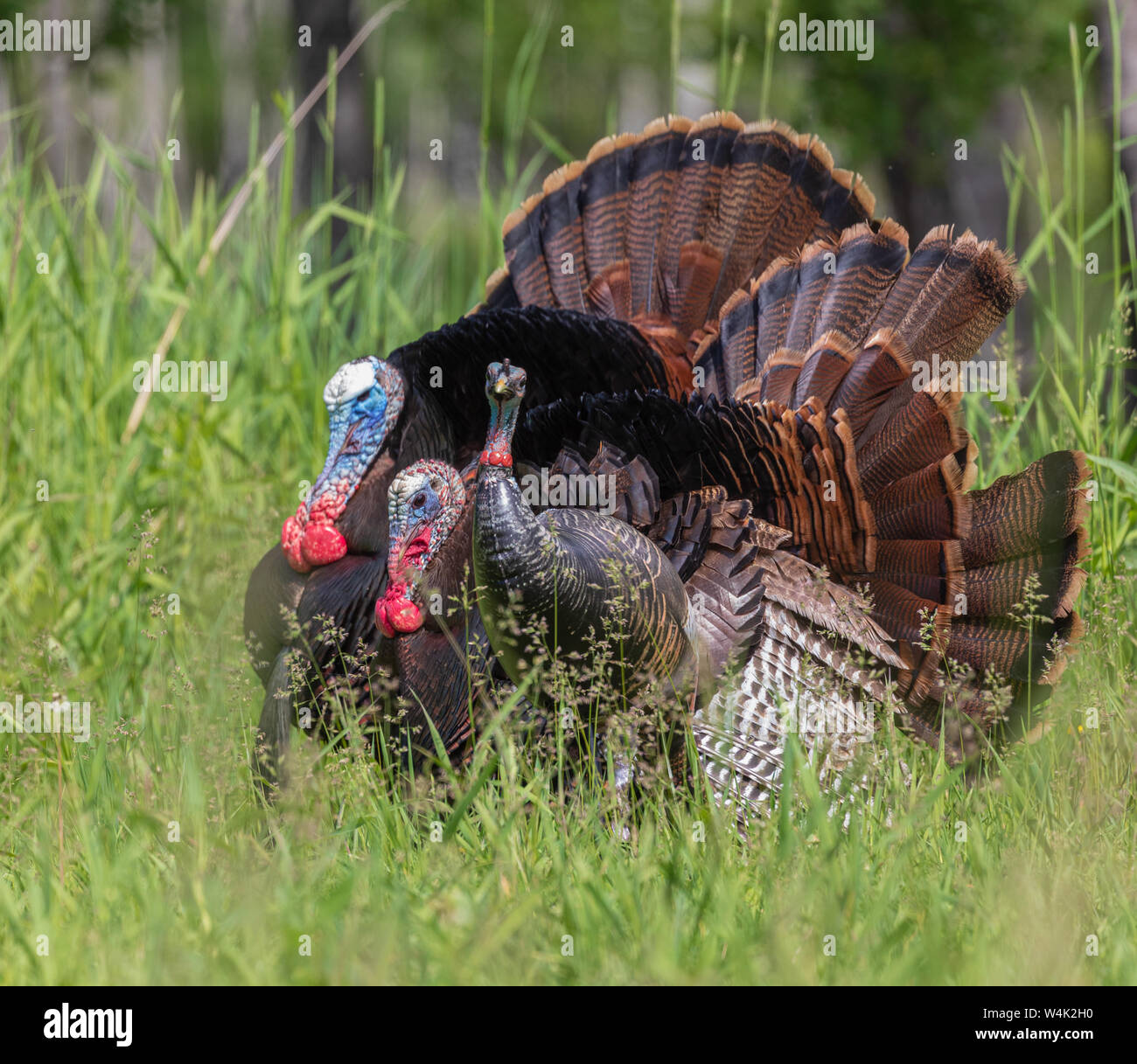 Tom Truthähne strutting für eine Henne Lockvogel in Nordwisconsin. Stockfoto