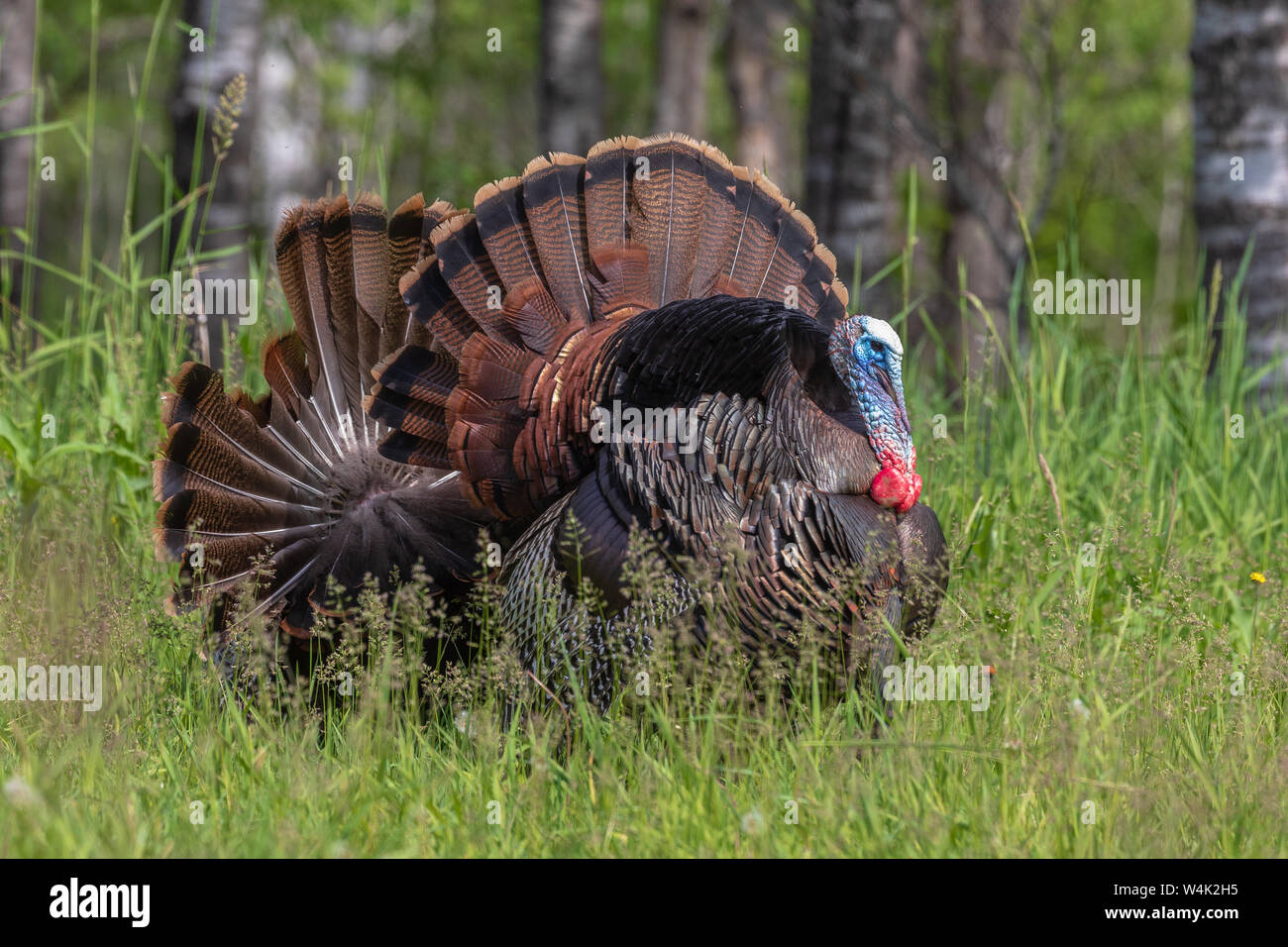 Back-to-Back tom Truthähne strutting für eine Henne in Nordwisconsin. Stockfoto