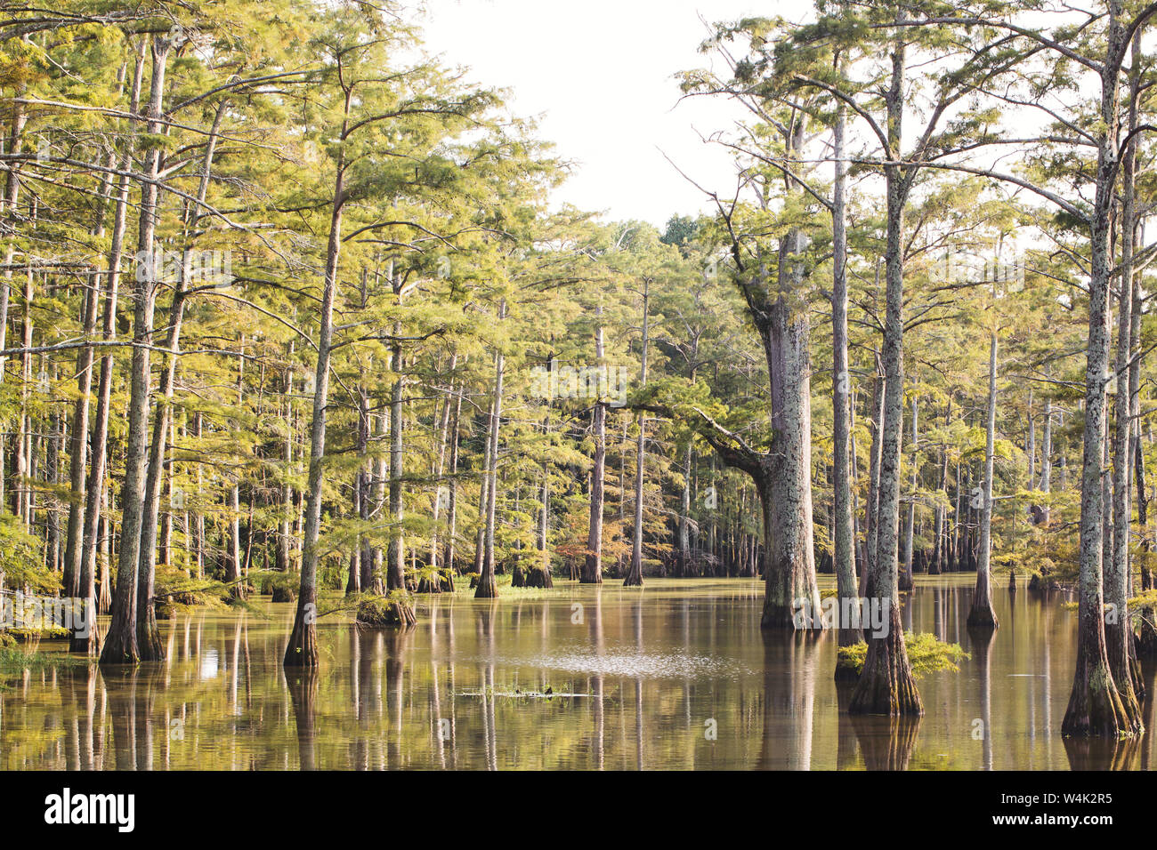 Zypressen im Louisiana bayou Stockfoto