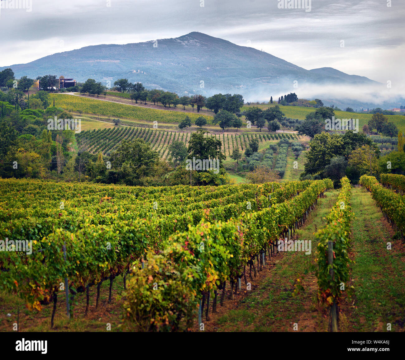 Traditionelle Landschaft und schöne Landschaften der Toskana. Weinberge in Italien. Die Weinberge der Toskana, Chianti Weinregion Italiens. Stockfoto