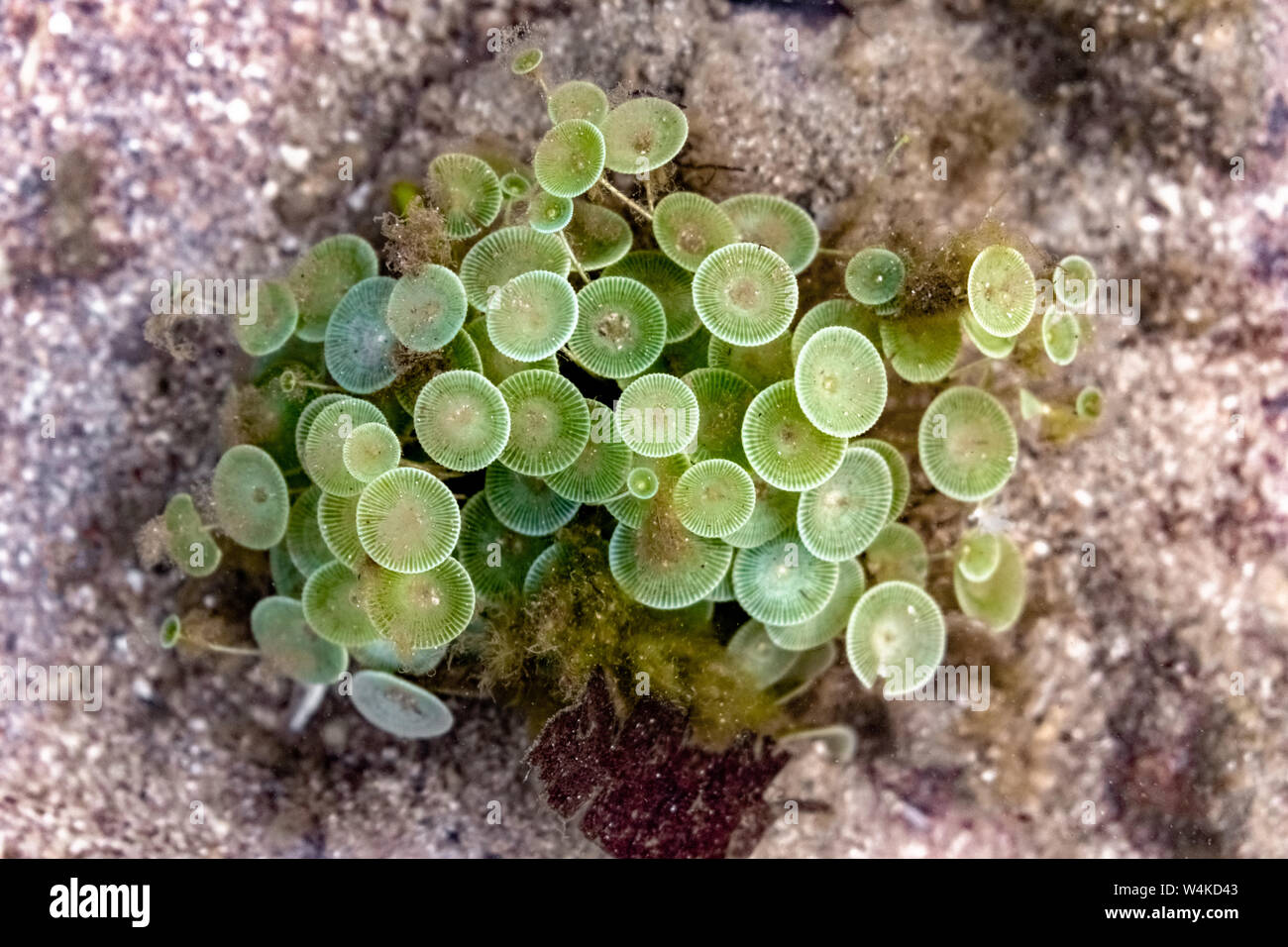 Wissenschaftlicher Name: acetabularia Sp. Auch als wineglass aufgrund ihrer Form Mermaid's bekannt. Eine schöne marine Arten von grünen Algen blühen unter Wasser. Stockfoto
