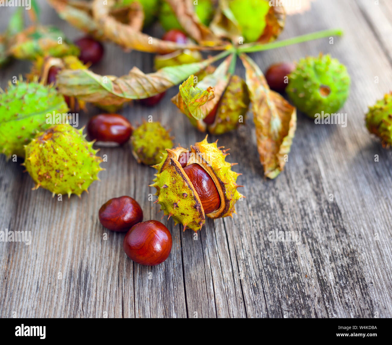 Kastanien mit trockenen Blättern auf alten hölzernen Hintergrund Stockfoto