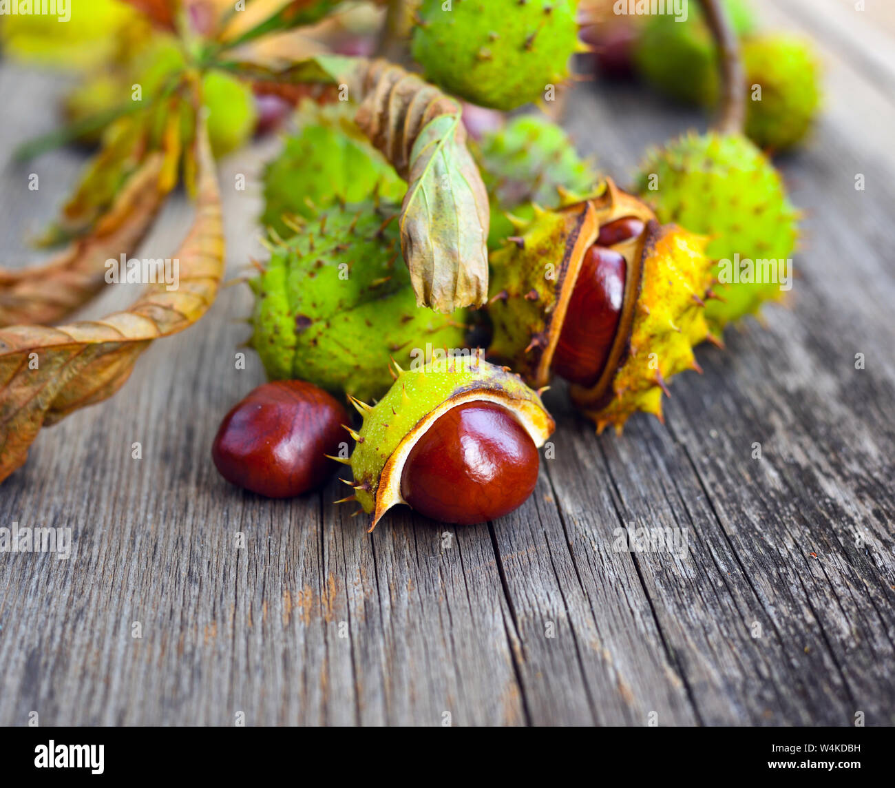 Kastanien mit trockenen Blättern auf alten hölzernen Hintergrund Stockfoto