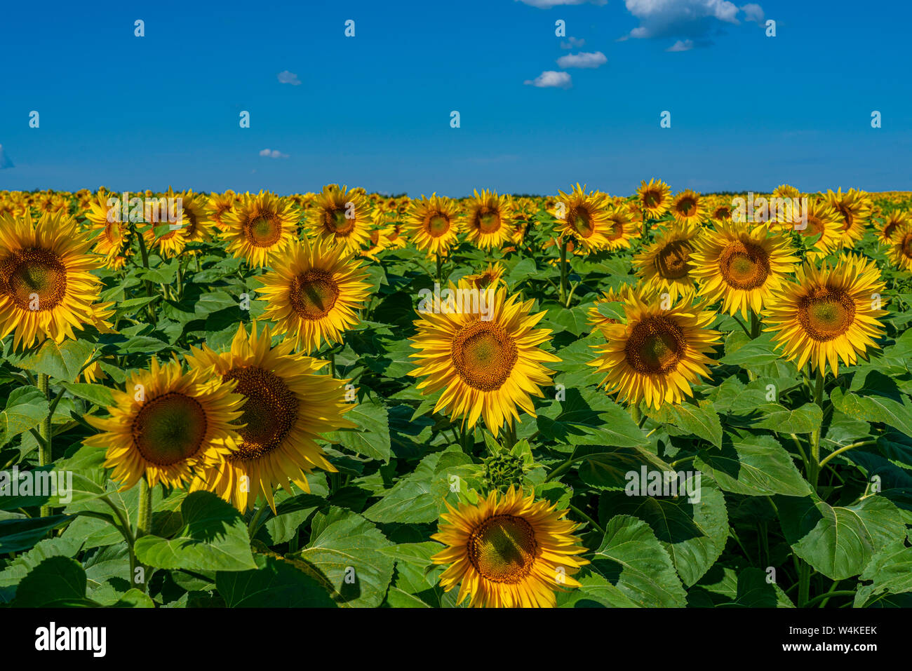 Bereich der Sonnenblumen blühen leuchtend gelben Blüten gegen den blauen Himmel Stockfoto