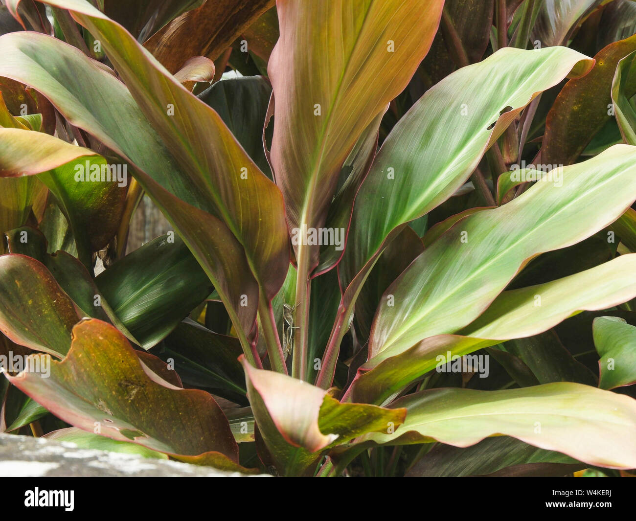 Cordyline und Heuschrecke in den Gärten im Pura Taman Ayun Tempel Stockfoto