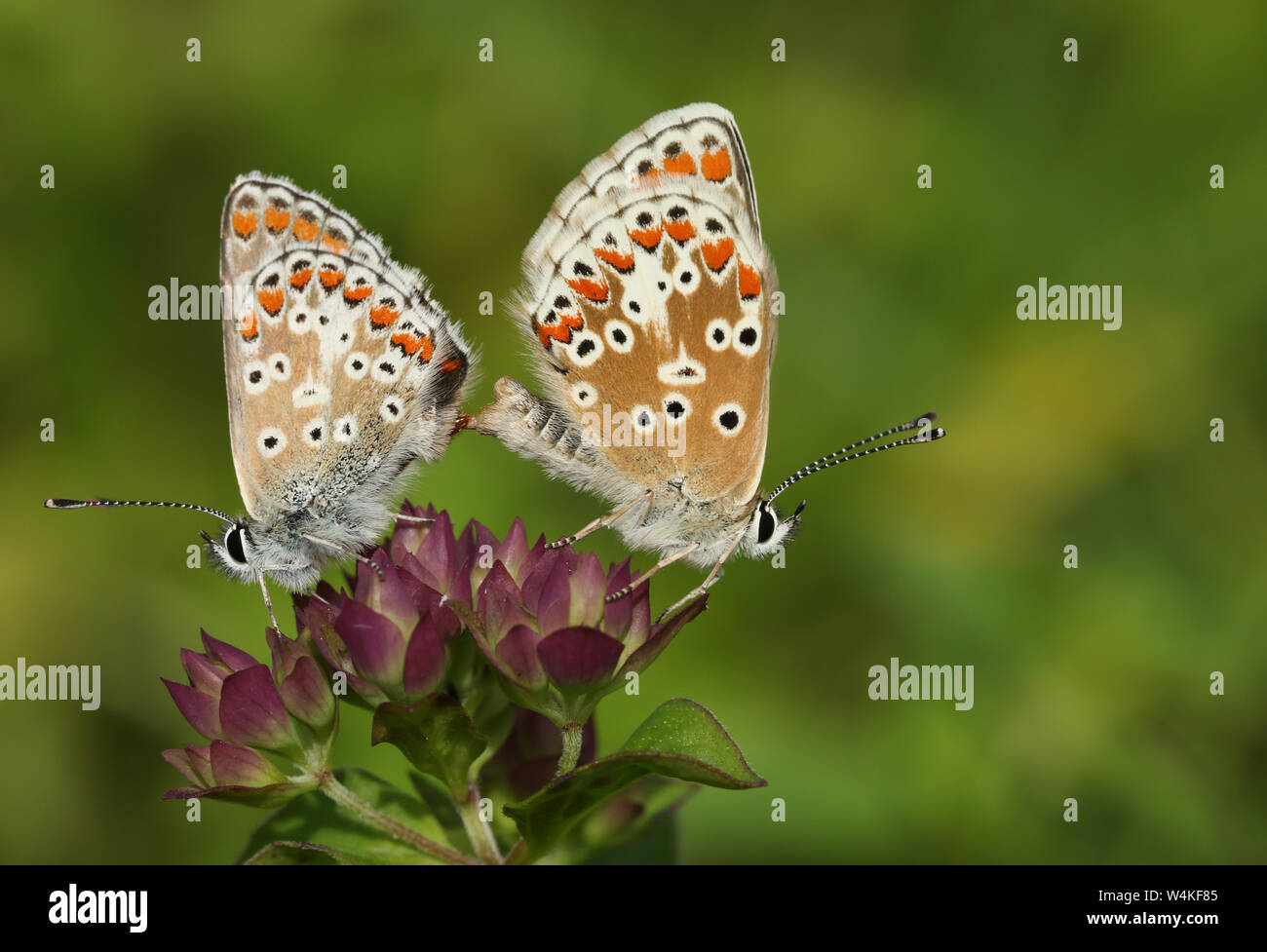 Ein schönes Paar Paarung Brown Argus Schmetterling, Aricia agestis, hocken auf einer Blume auf der Wiese. Stockfoto