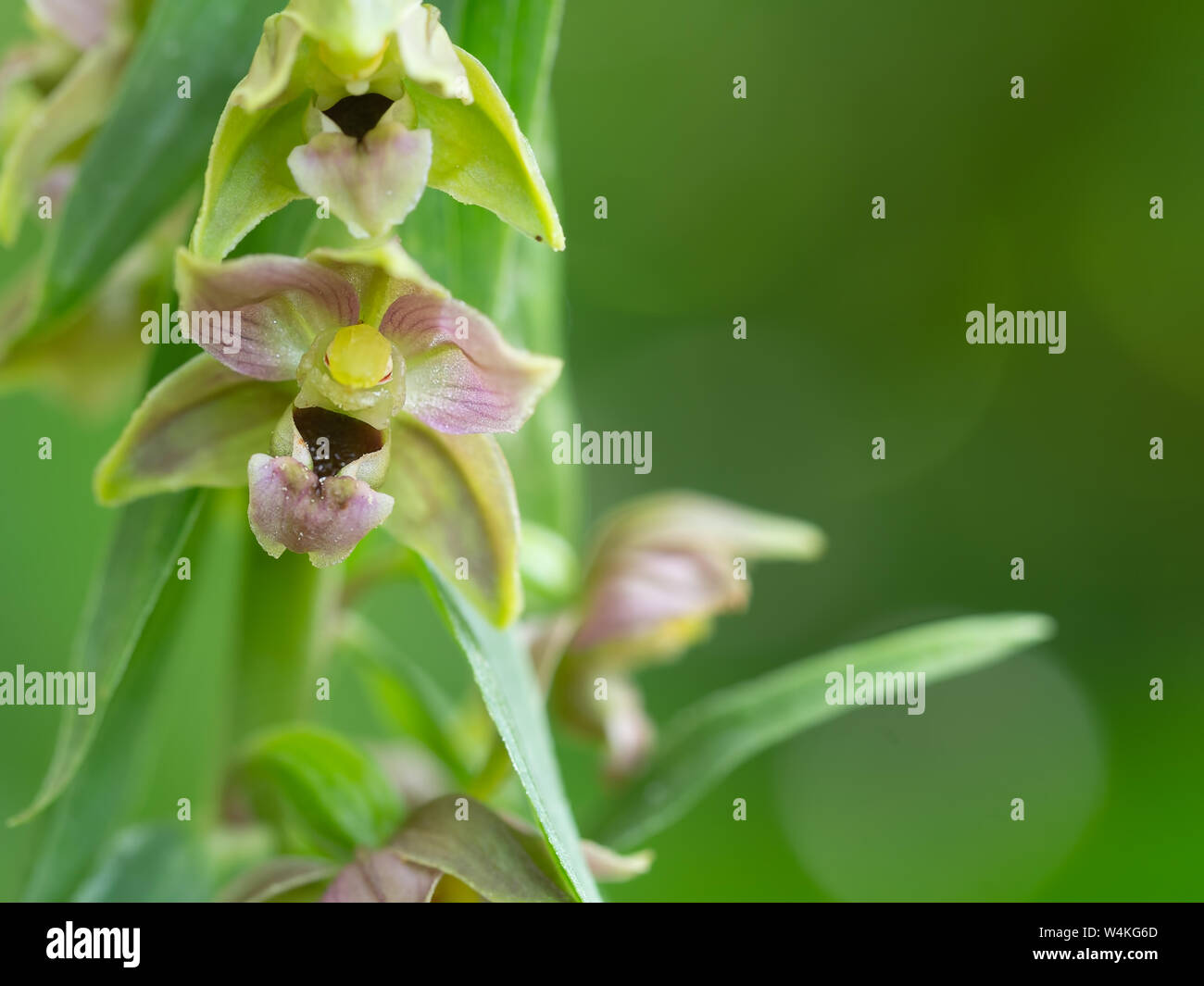 Epipactis Helleborine, die Breite-leaved Helleborine, eine Terrestrische Arten der wilden Orchidee. Closeup detail. Stockfoto