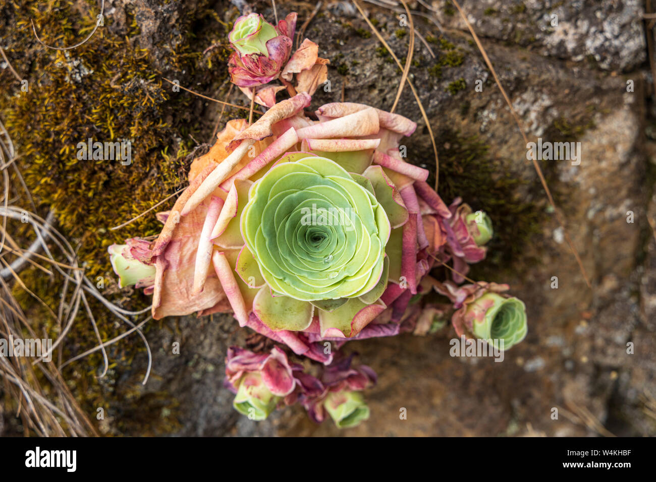 Aeonium, greenovia Aurea auf einem nebligen Tag im Los Organos Gegend von La Orotava, Teneriffa, Kanarische Inseln, Spanien Stockfoto