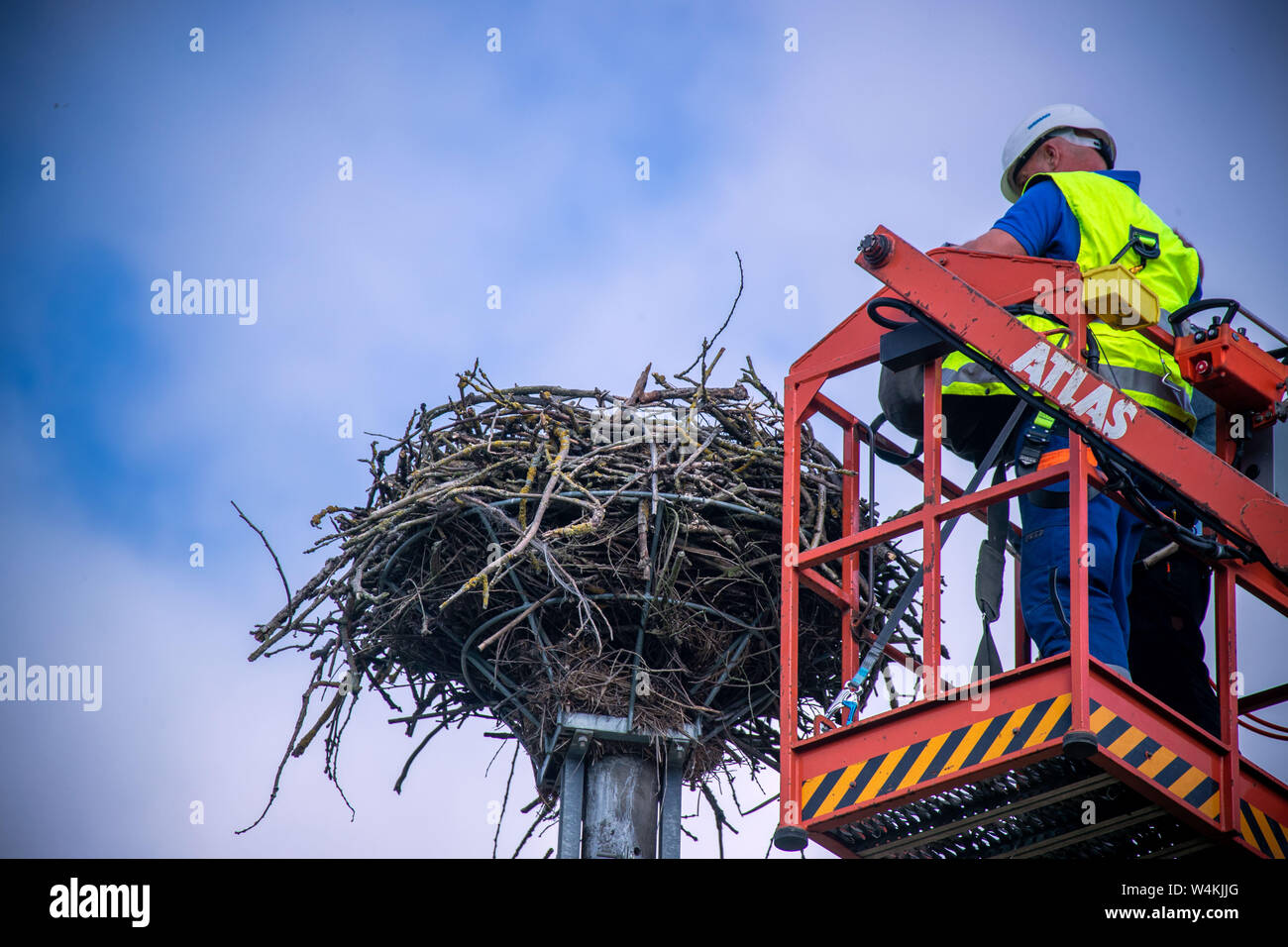 Nisbill, Deutschland. 27 Juni, 2019. Holger Klüger von wemag Aufzüge ein etwa fünf Wochen alten Osprey aus dem Netz und bringt es auf den Boden, um die Kennzeichnung, die Ringe zu befestigen. Mit Unterstützung des Energieversorgers WEMAG, junge Greifvögel und Störche bis Anfang Juli beringt werden. Über 208 Brutpaare und 350 junge Vögel wurden im letzten Jahr in Mecklenburg-Vorpommern gezählt. Credit: Jens Büttner/dpa-Zentralbild/ZB/dpa/Alamy leben Nachrichten Stockfoto