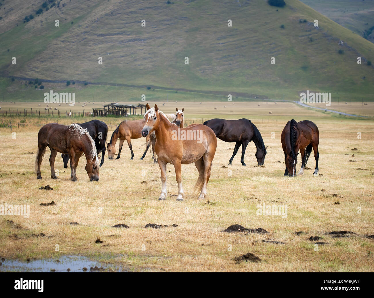 Pferde in Castelluccio Di Norcia in Umbrien, Italien. Reiten ist eine beliebte touristische Aktivität in dem Bereich. Stockfoto