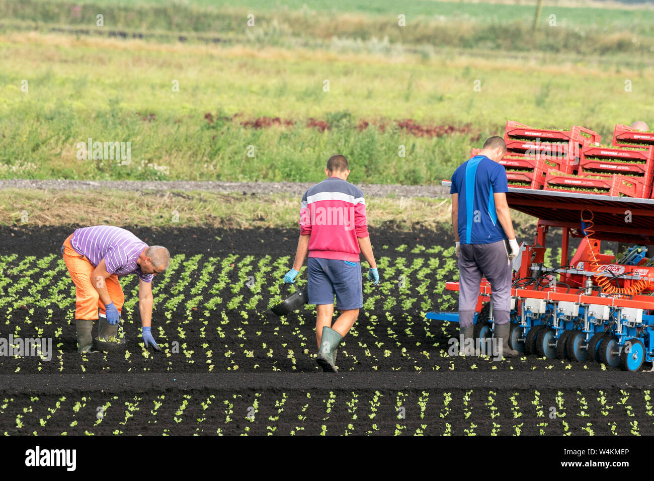 Tarleton, Lancashire. UK Wetter. 24. Juli, 2019. Hot Landwirtschaft die Arbeit für Arbeitsmigranten auf Tarleton Moss, wie Sie eine Farm Traktor von Massey Ferguson und automatische pflanzmaschine Sommer Salat Salat ernten folgen. Landwirtschaft, wie wir sie kennen, wird durch die Verwendung von Selbst - Fahren von Traktoren und Roboter, die arbeitsintensiven Aufgaben, die zuvor von EU-Arbeitnehmern getan durchführen können revolutioniert wird. Steigende Kosten für landwirtschaftliche Arbeit und sinkende Kosten für Selbstfahrer Technologie wird weitere Möglichkeiten für Kosteneinsparungen bieten. Credit: cernan Elias/Alamy leben Nachrichten Stockfoto