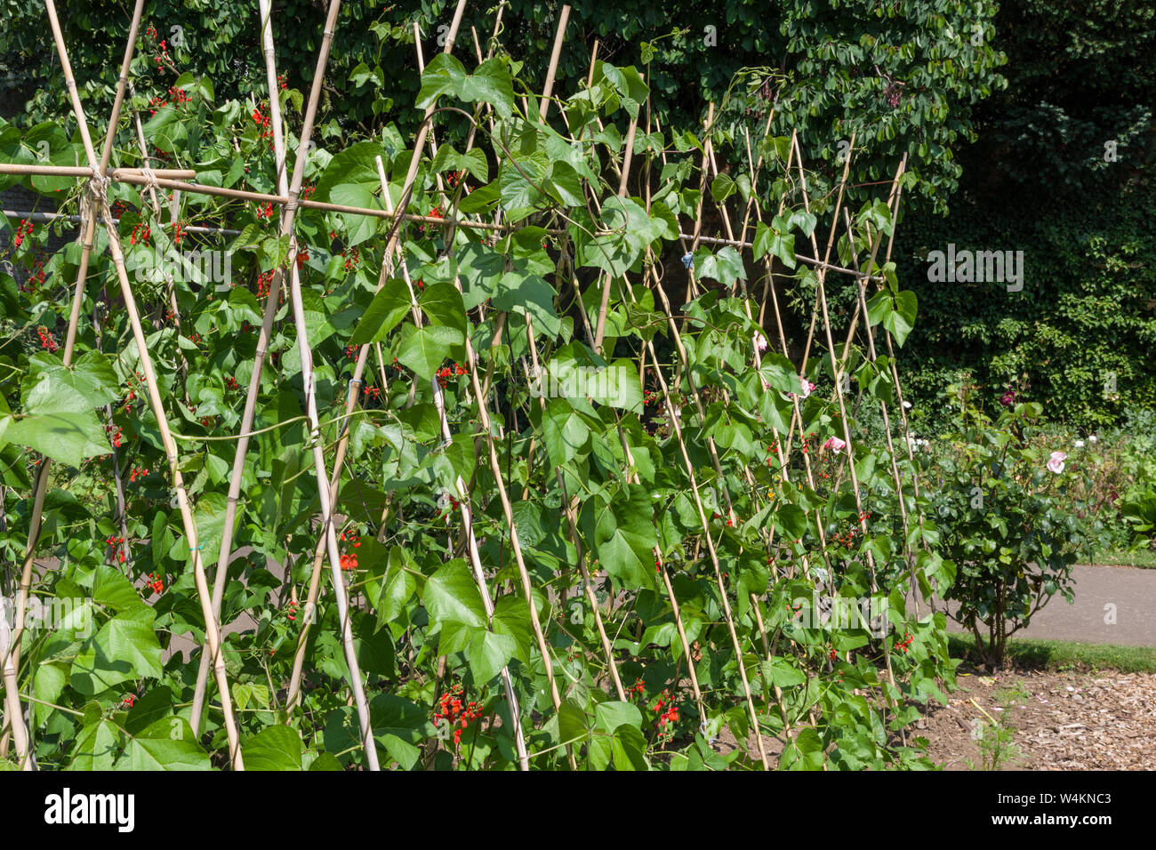 Scarlet runner Bohnen (Phaseolus coccineus), die eine frameworw Stöcken, das in der ummauerten Garten, Delapre Abtei, Northampton, Großbritannien Stockfoto