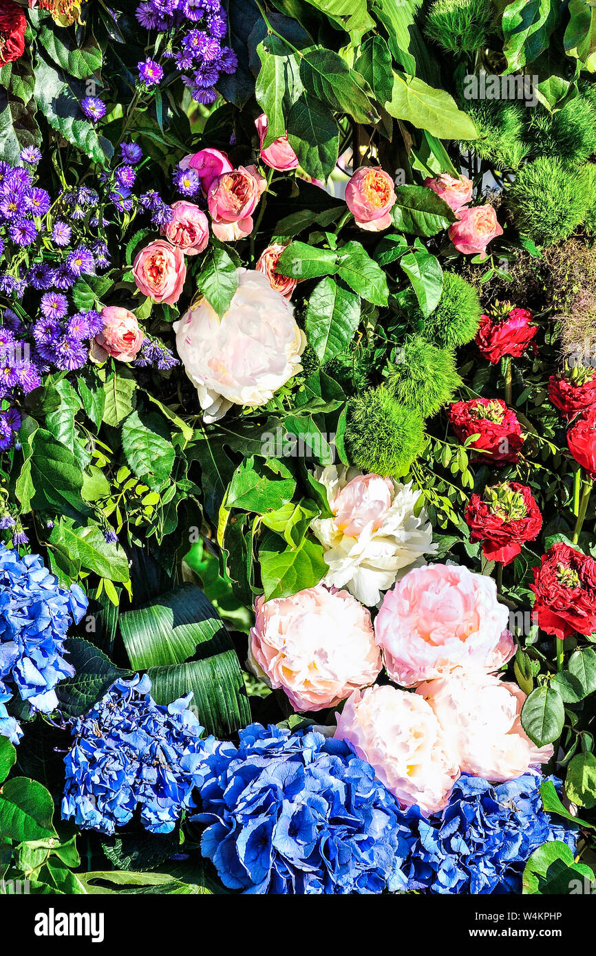 Helle freudige Festliche multicolor floral background von rosa Pfingstrosen, Rosen, Astern lila und Blaue Hortensie mit grünen Blättern. Gefühl, Ausdruck p Stockfoto