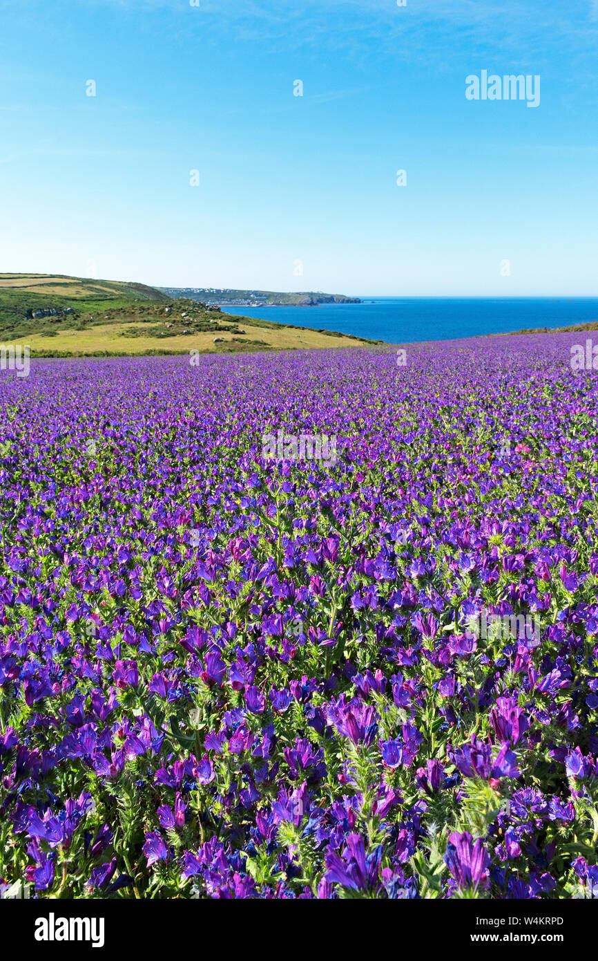 Vipers bugloss wächst die Felder um bosigran auf der westlichen Spitze von Cornwall, England, Großbritannien, Großbritannien. Stockfoto