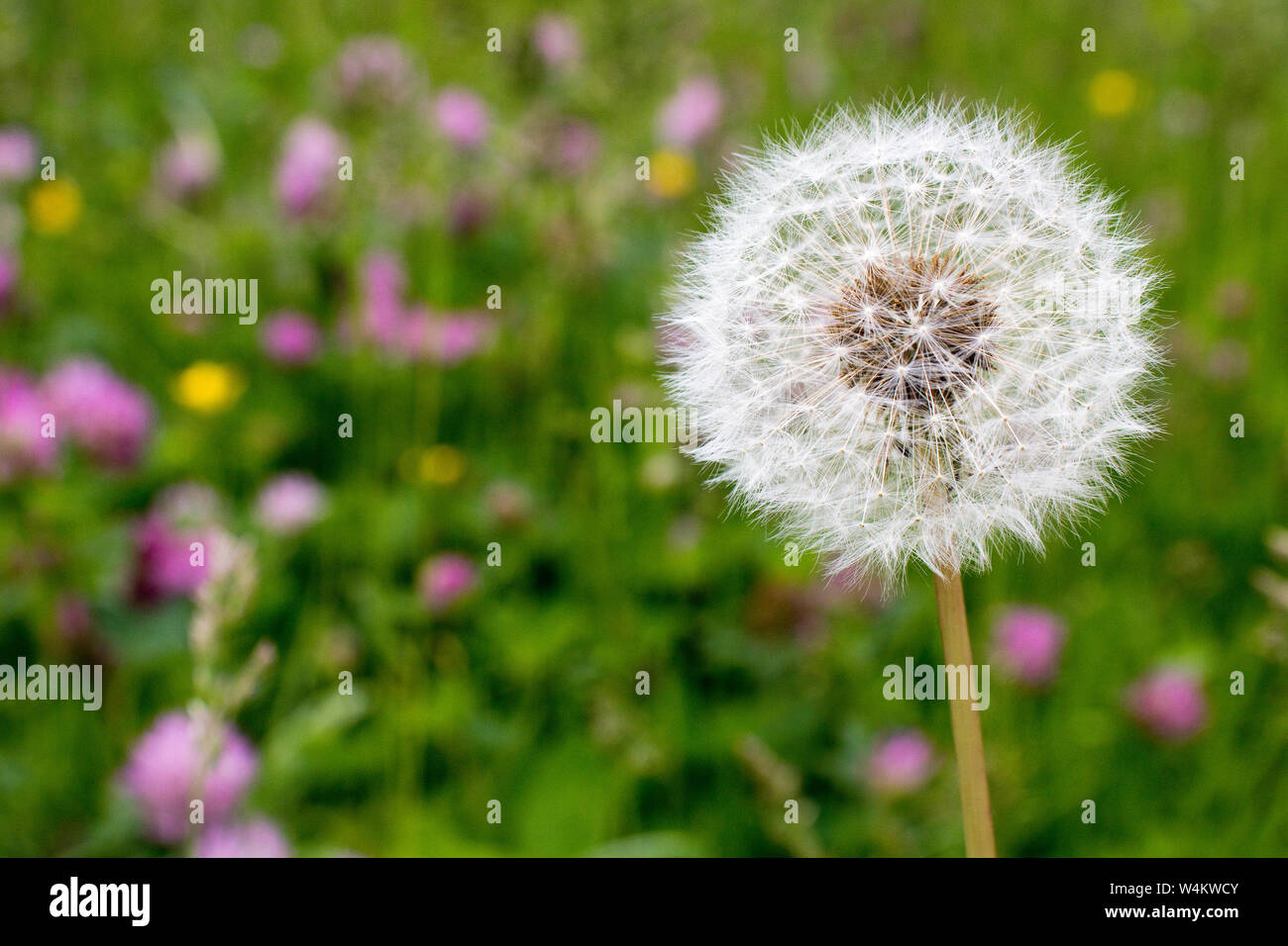 Verblasste gemeinsame Löwenzahn (Asteraceae) im Garten mit vielen anderen Blumen im Hintergrund Stockfoto