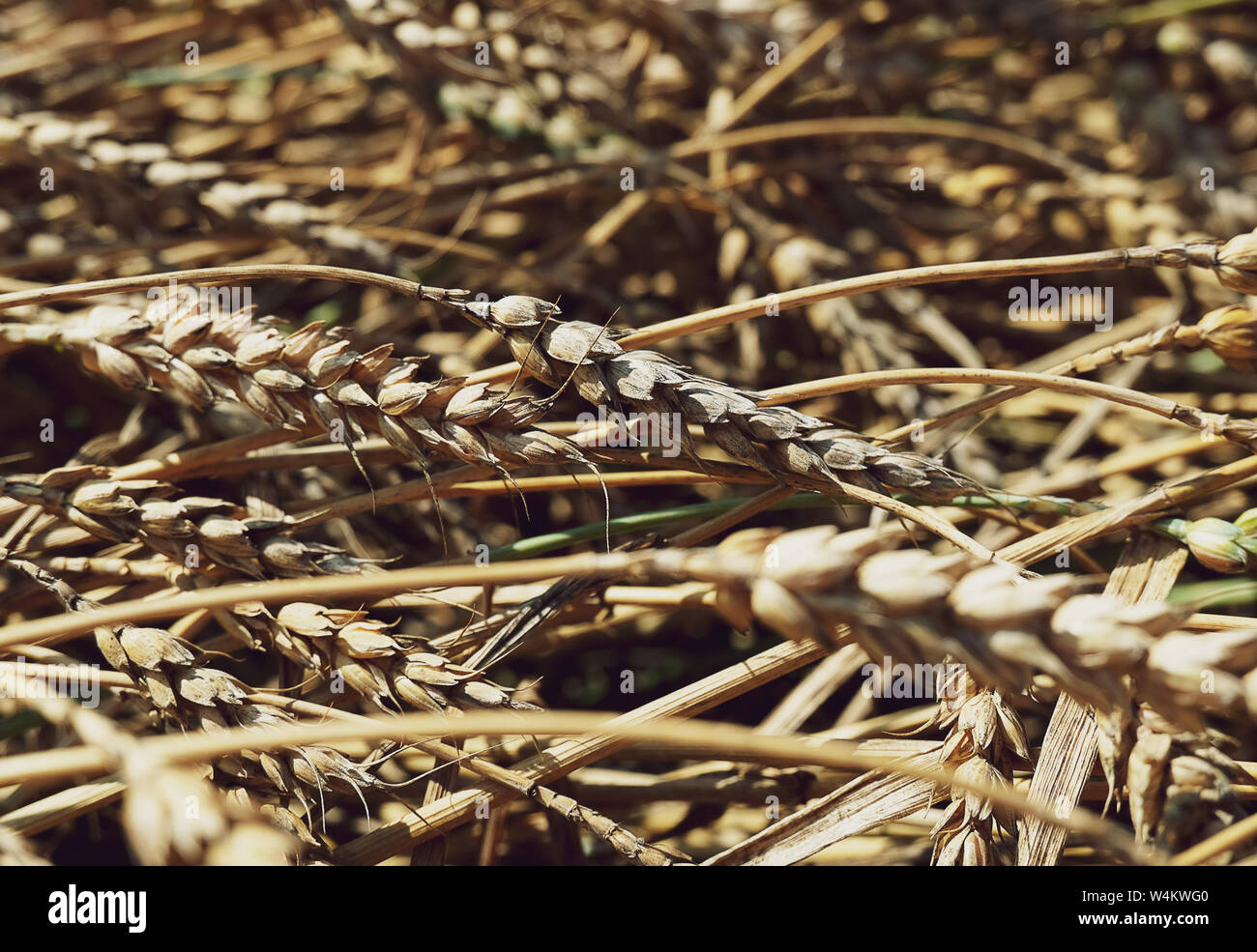 Schönen Weizen Zweige an der Seite Feld Landschaft liegen. Hintergründe, Texturen für Dekor Design Social Networks Konten. Weizenähren Hintergrund Stockfoto