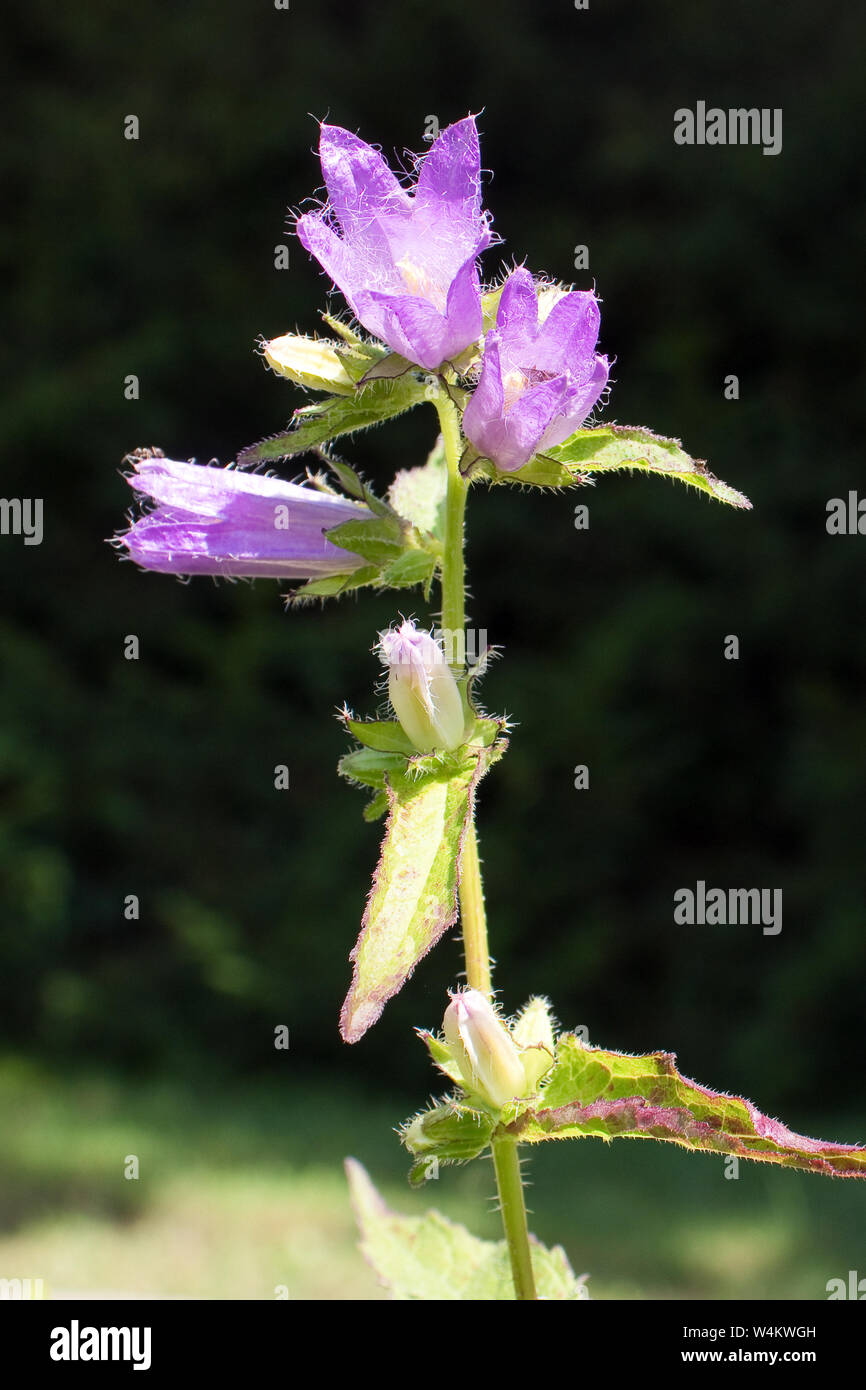 Nessel-leaved bellflower (Campanulaceae) auf hlaf schwarzer Hintergrund Stockfoto