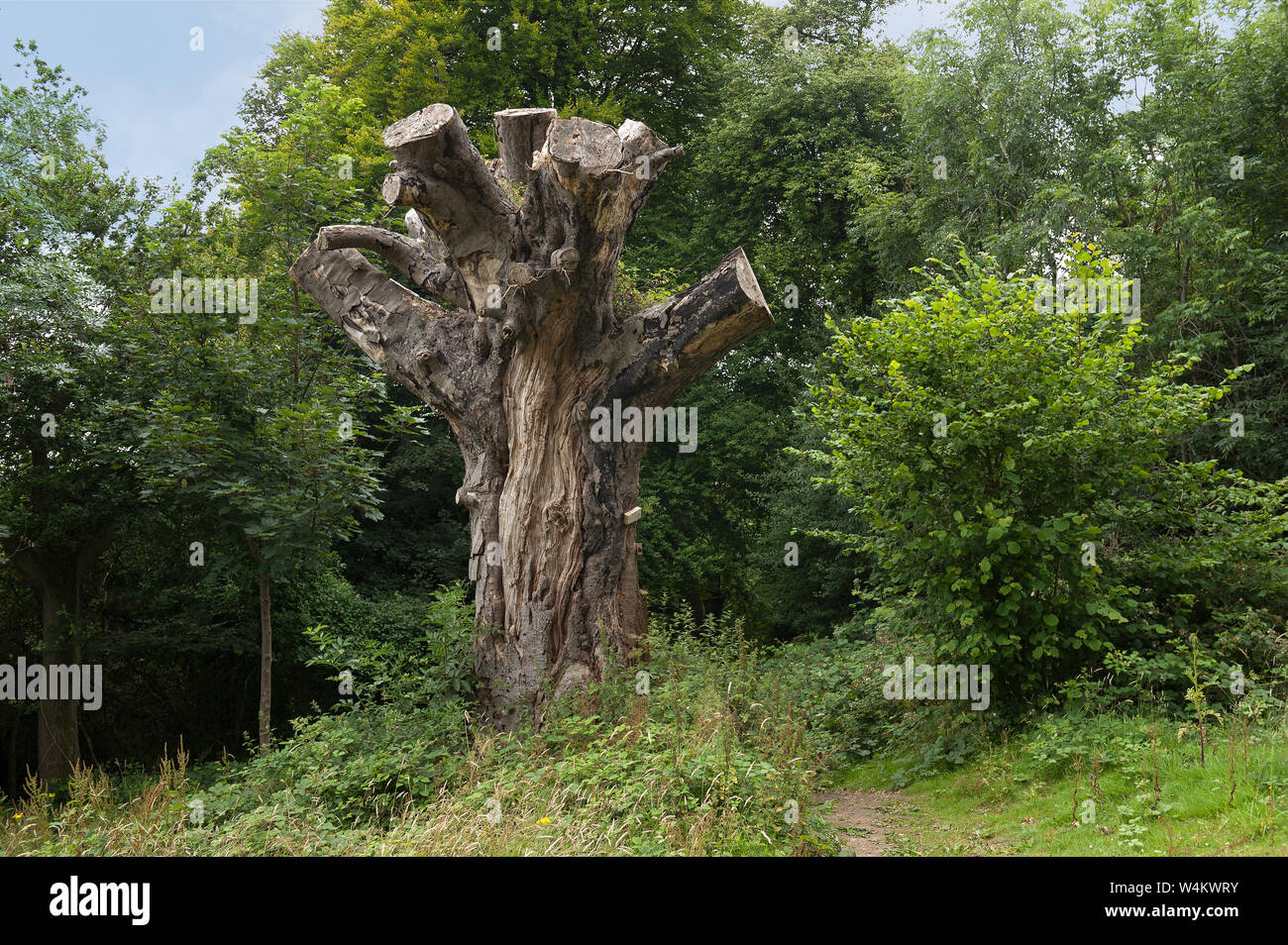 Sympathisch Forstverwaltung, Dead Horse chestnut Tree, Aesculus hippocastanum, abgeholzt, links steht als Lebensraum für Käfer, wilde Tiere im Wald Stockfoto
