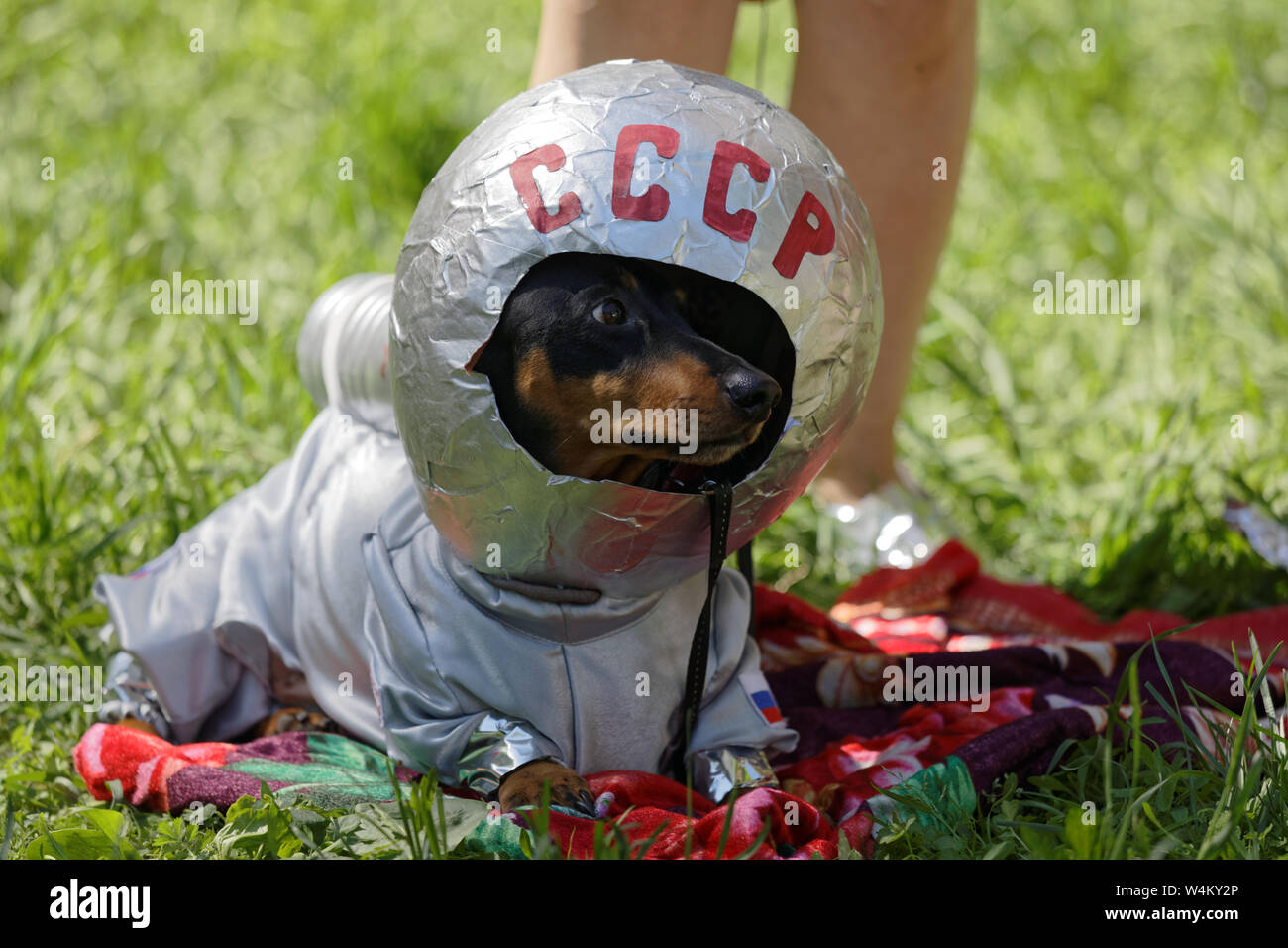 Dackel Kostüm Stockfotos und -bilder Kaufen - Alamy