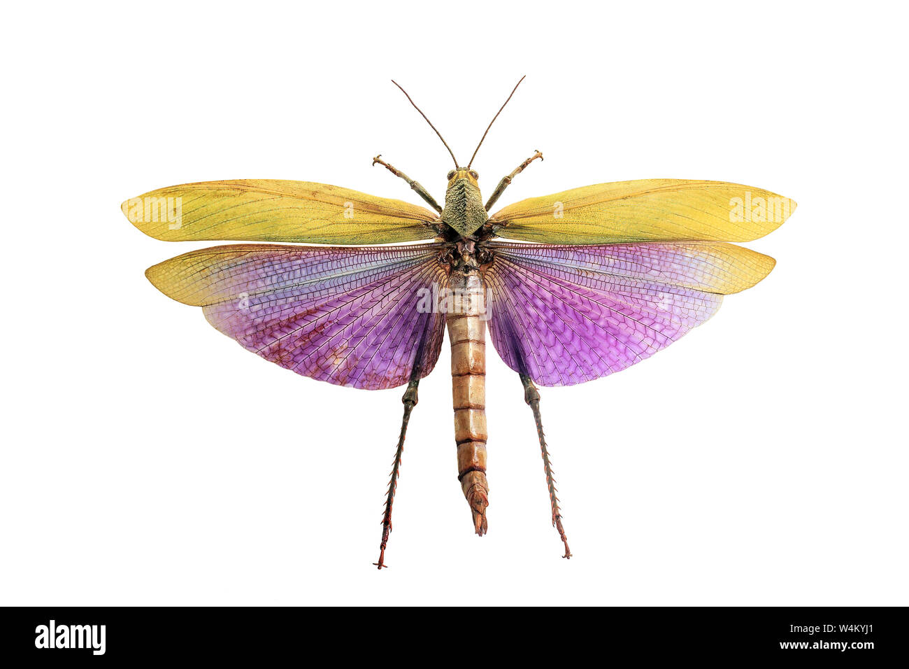 Titanacris Albipes Heuschrecke – Präpariertes Insekt Unter Glas In Schwarzem Holzrahmen