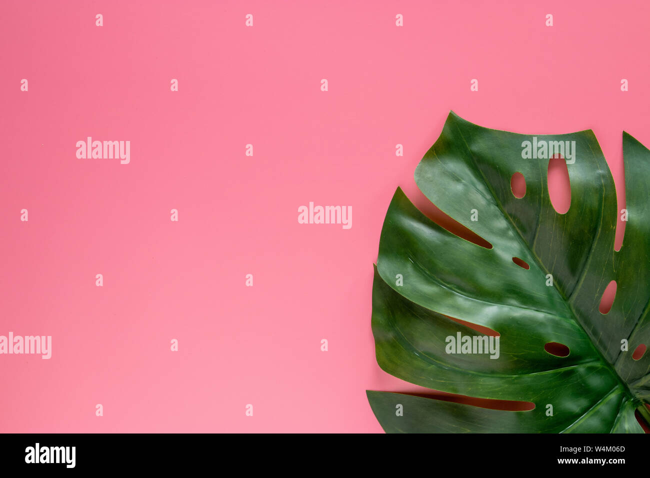 Grüne tropische Blätter monstera auf rosa Hintergrund mit Kopie Raum. Flach, Ansicht von oben Stockfoto