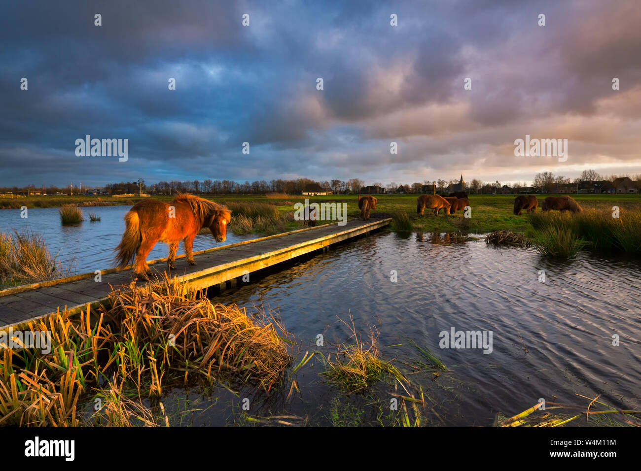 Ein Shetland pony zu Fuß auf einem Steg über einen Fluss in einer schönen natürlichen Landschaft bei Sonnenuntergang mit kräftigen Farben - Friesland, Niederlande Stockfoto