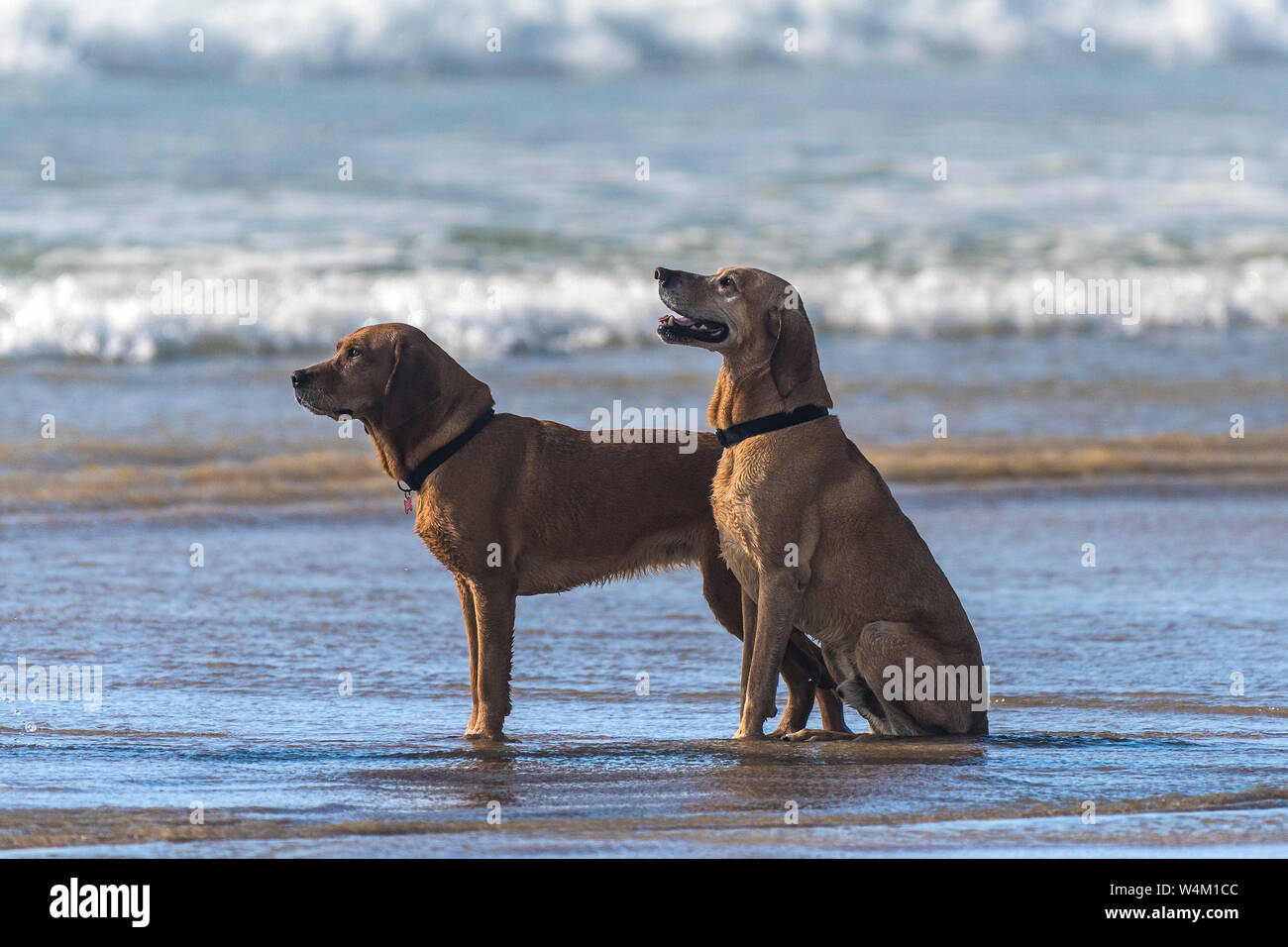 Zwei gut erzogene Ungarischen Viszler Hunde am Strand von Fistral Beach in Newquay in Cornwall. Stockfoto