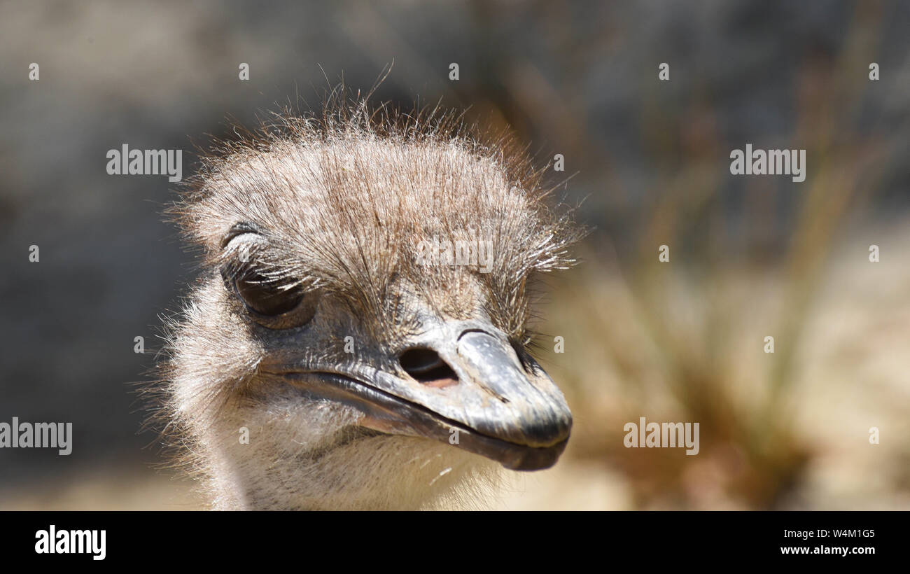 Porträt eines Strauß Kopf Stockfoto