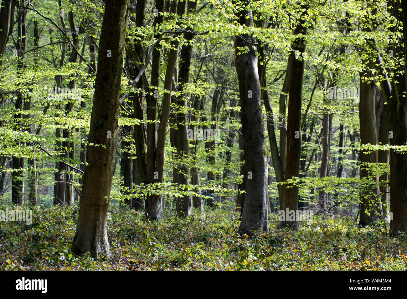 Gemeinsame Buche, Fagus sylvatica, Hintergrundbeleuchtung, im Sonnenlicht, Denge Woods, Kent GROSSBRITANNIEN Stockfoto