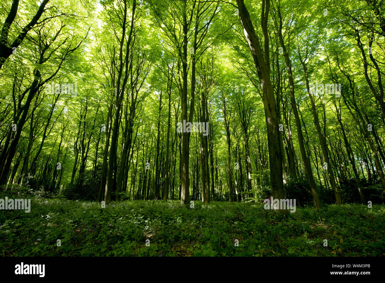 Woodlands landschaft, frühling, Bonsai Bank, Denge Woods, Kent GROSSBRITANNIEN Stockfoto