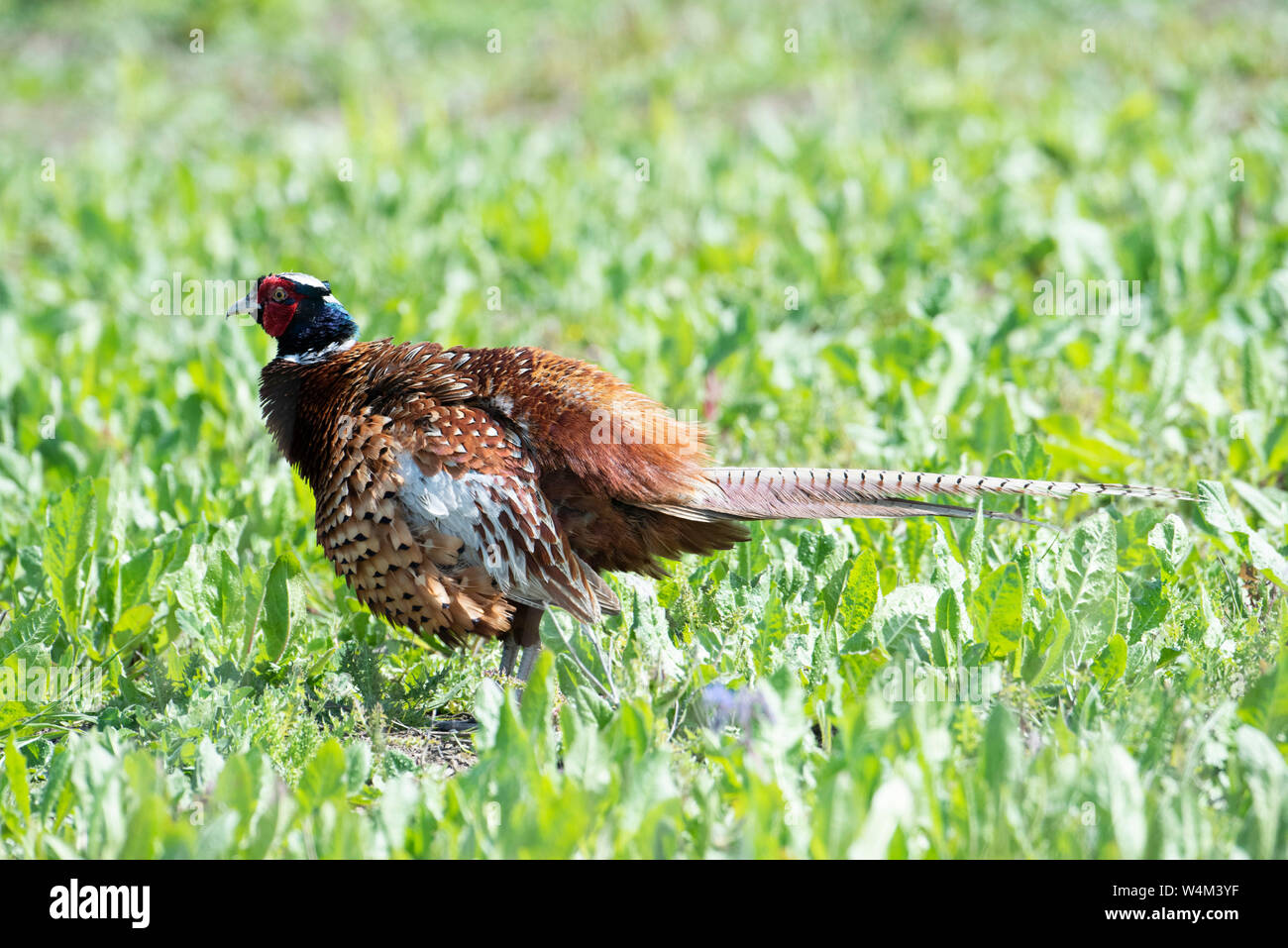 Fasan Phasianus colchicus, männlich, elmley National Nature Reserve, Kent, Großbritannien, flusenbildung Federn Stockfoto