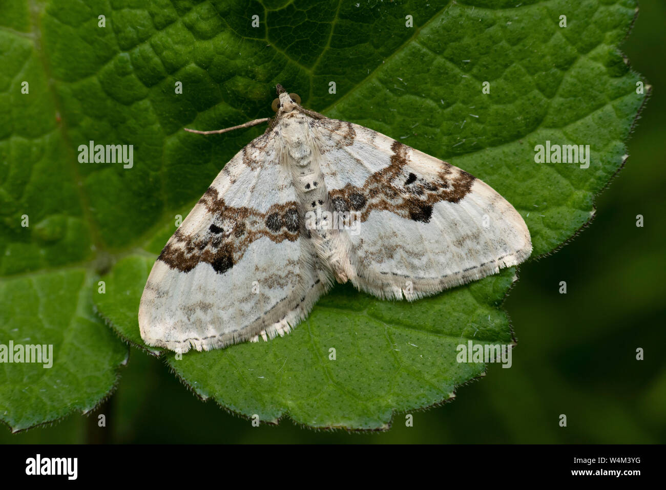 Galium Teppich Moth, Epirrhoe galiata, Bonsai Bank, Denge Woods, Kent GROSSBRITANNIEN Stockfoto
