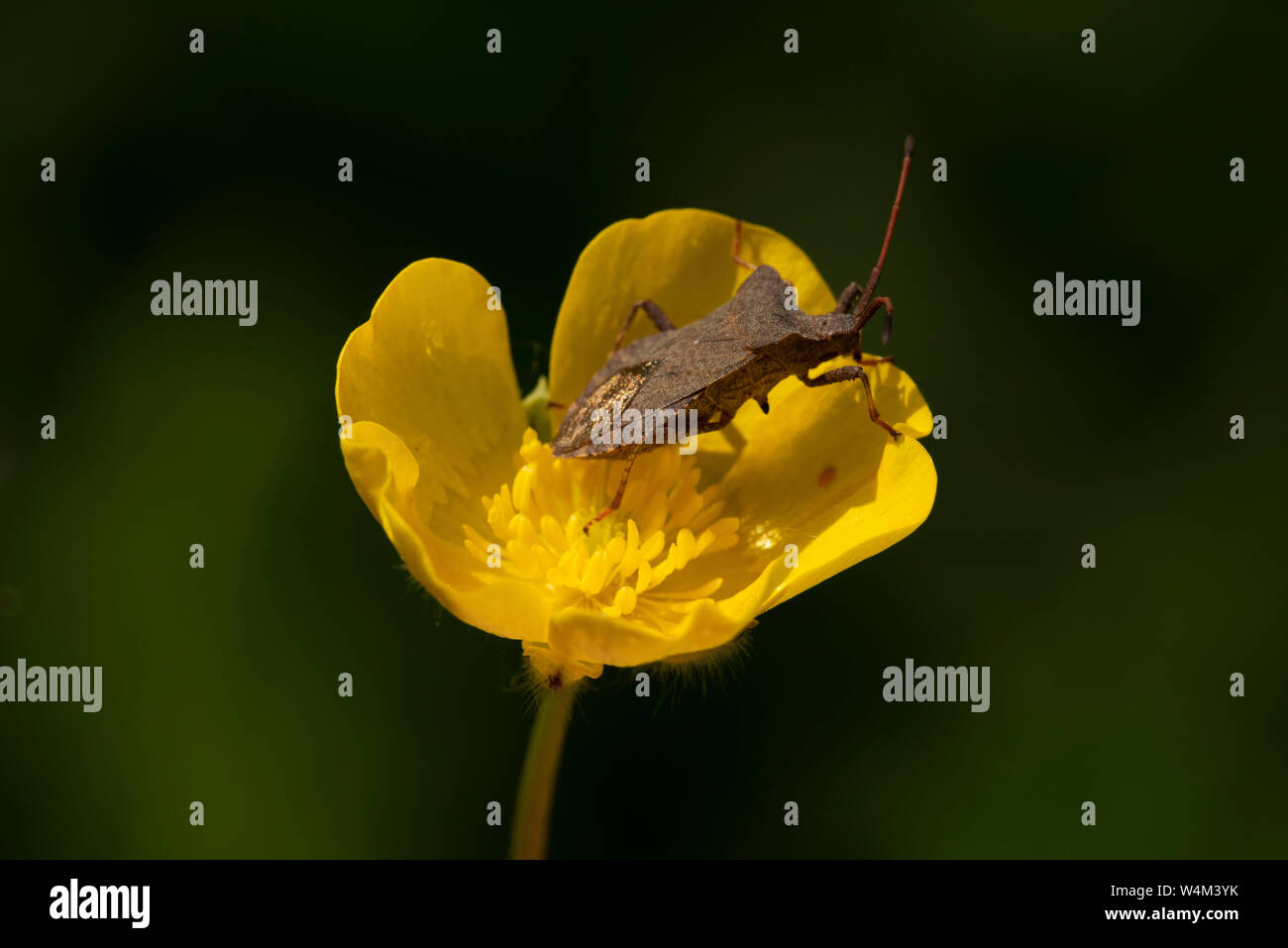 Braun Shield Bug, Coreus marginatus auf Wiese Hahnenfuß, Ranunculus acris, elmley Sümpfe, Kent GROSSBRITANNIEN, elmley Naturschutzgebiet Stockfoto