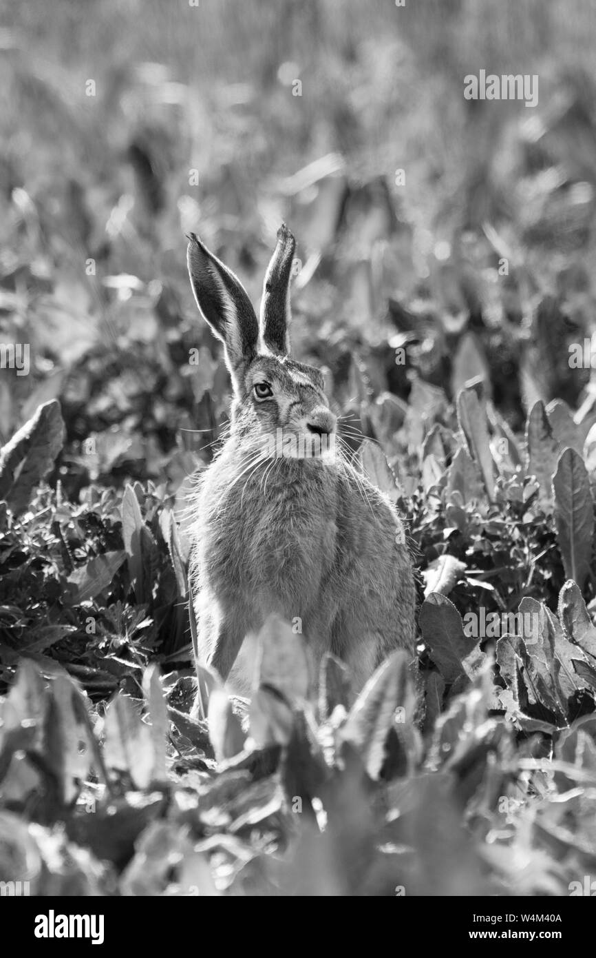 Feldhase, Lepus europaeus, elmley Marsh, Kent UK, Schwarz und Weiß, Stockfoto